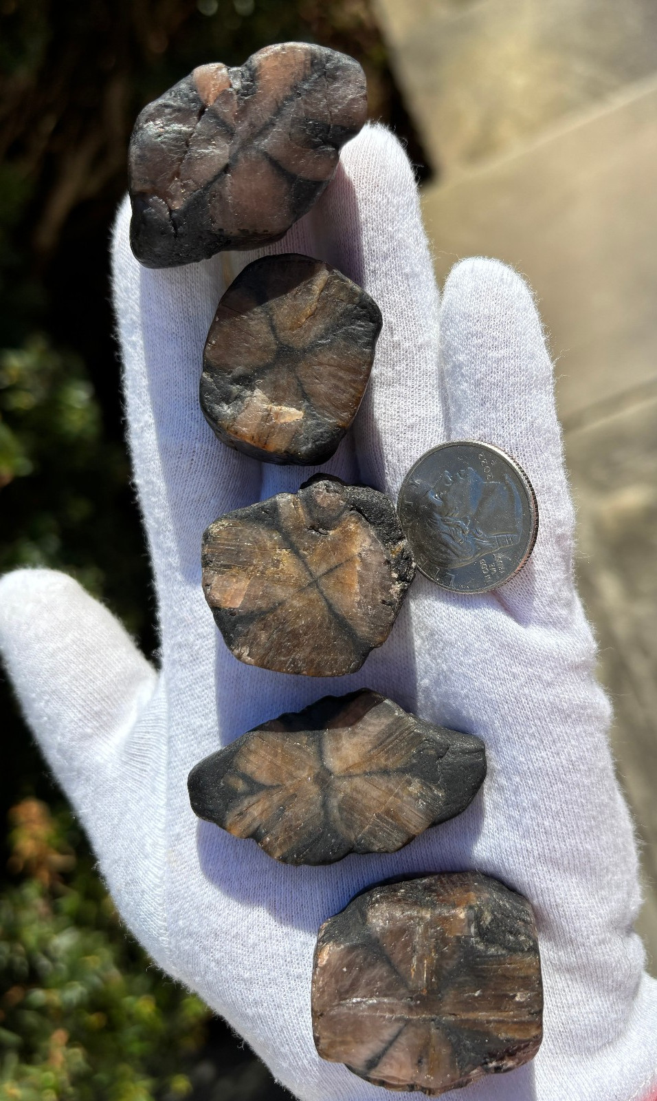 182g LOT THICK CUT CHIASTOLITE ANDALUSITE ROUGH LARGE-R SPECIMENS CROSS STONES