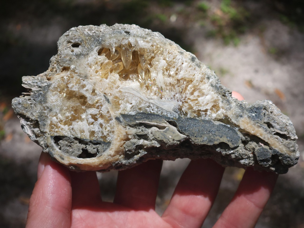Calcite CRYSTAL WHELK Shell Fossil Rucks Pit Florida CUT POLISHED dogtooth UV
