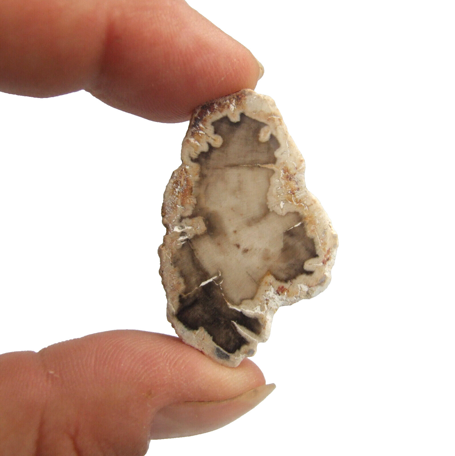 Fossil Petrified Wood Slice Madagascar Polished 3.5cm x 2.5cm 6g