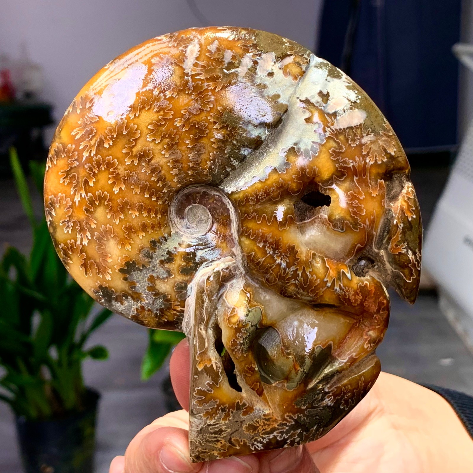 364G Rare! Natural Tentacle Ammonite Fossil Shell Healing Madagascar