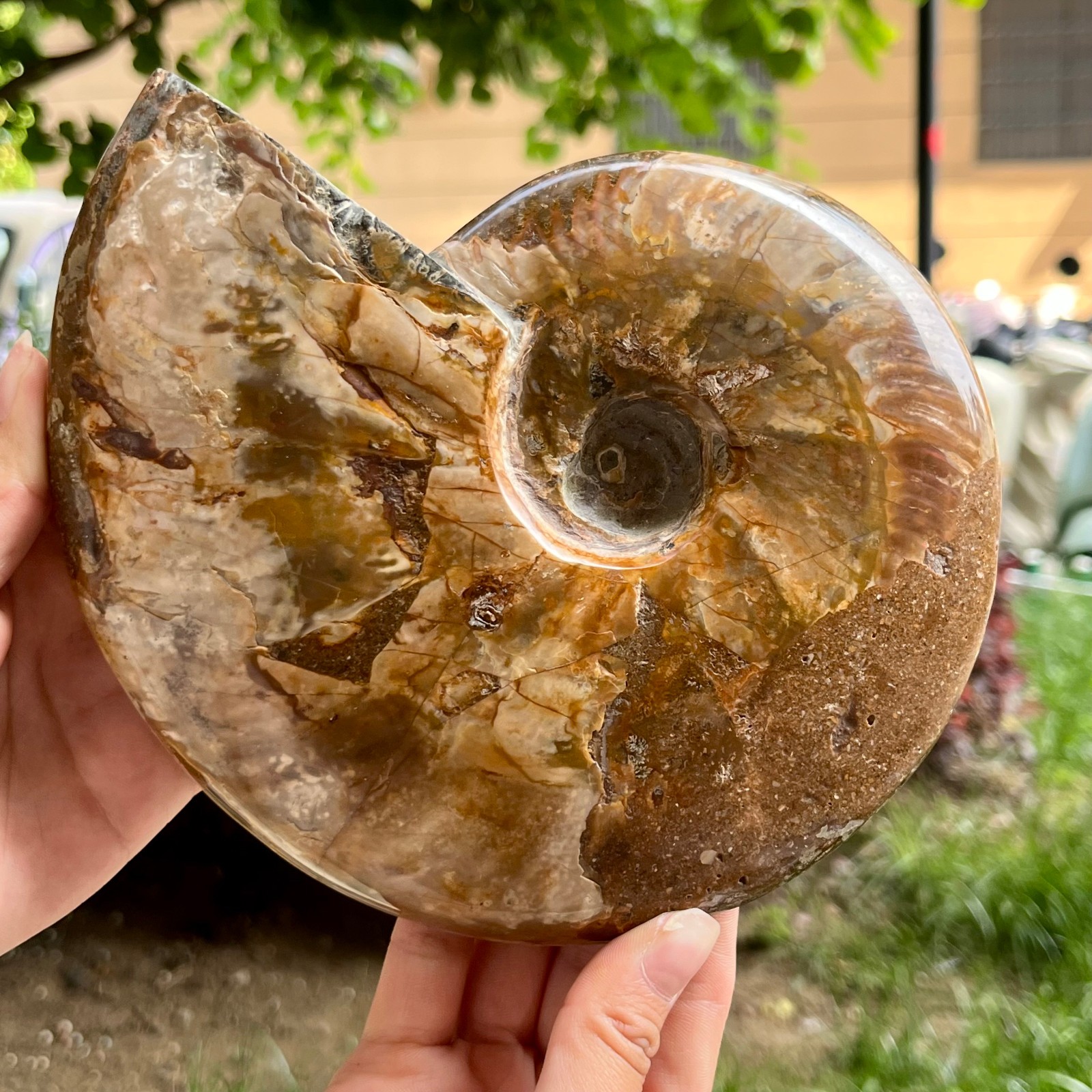 Genuine Ammonite Fossil Polished Sea Snail Shell Gemstone Figure Display 3.3 lb