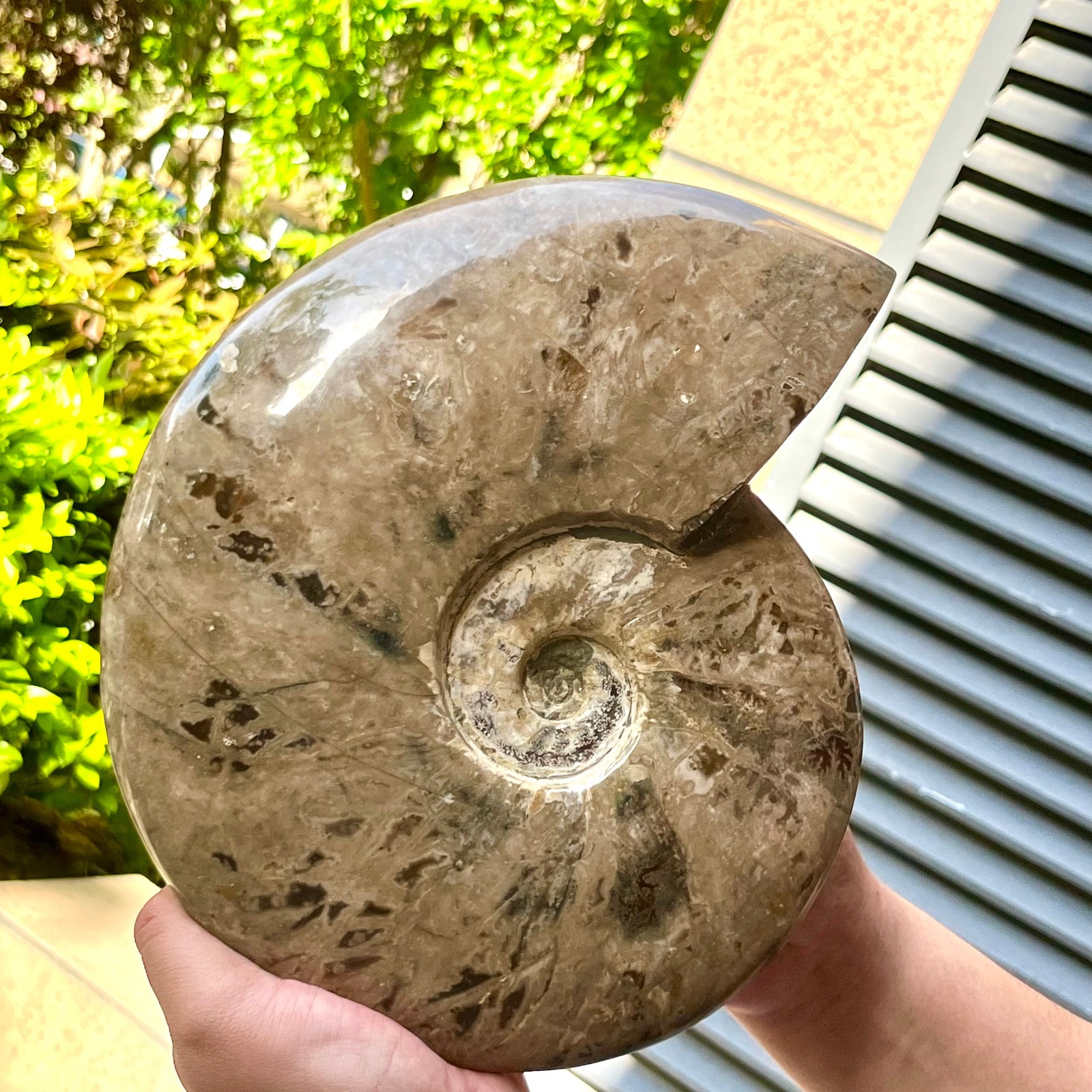 Polished Ammonite Fossil Spiral Shell Chrysanthemum Pattern Mineral 7.5 lb