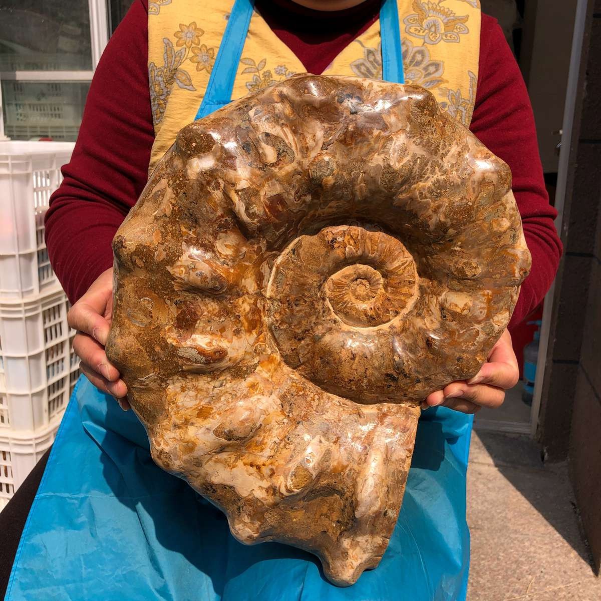 21.93LB Large Natural Beautiful Ammonite Fossil Conch Crystal Specimen Healing