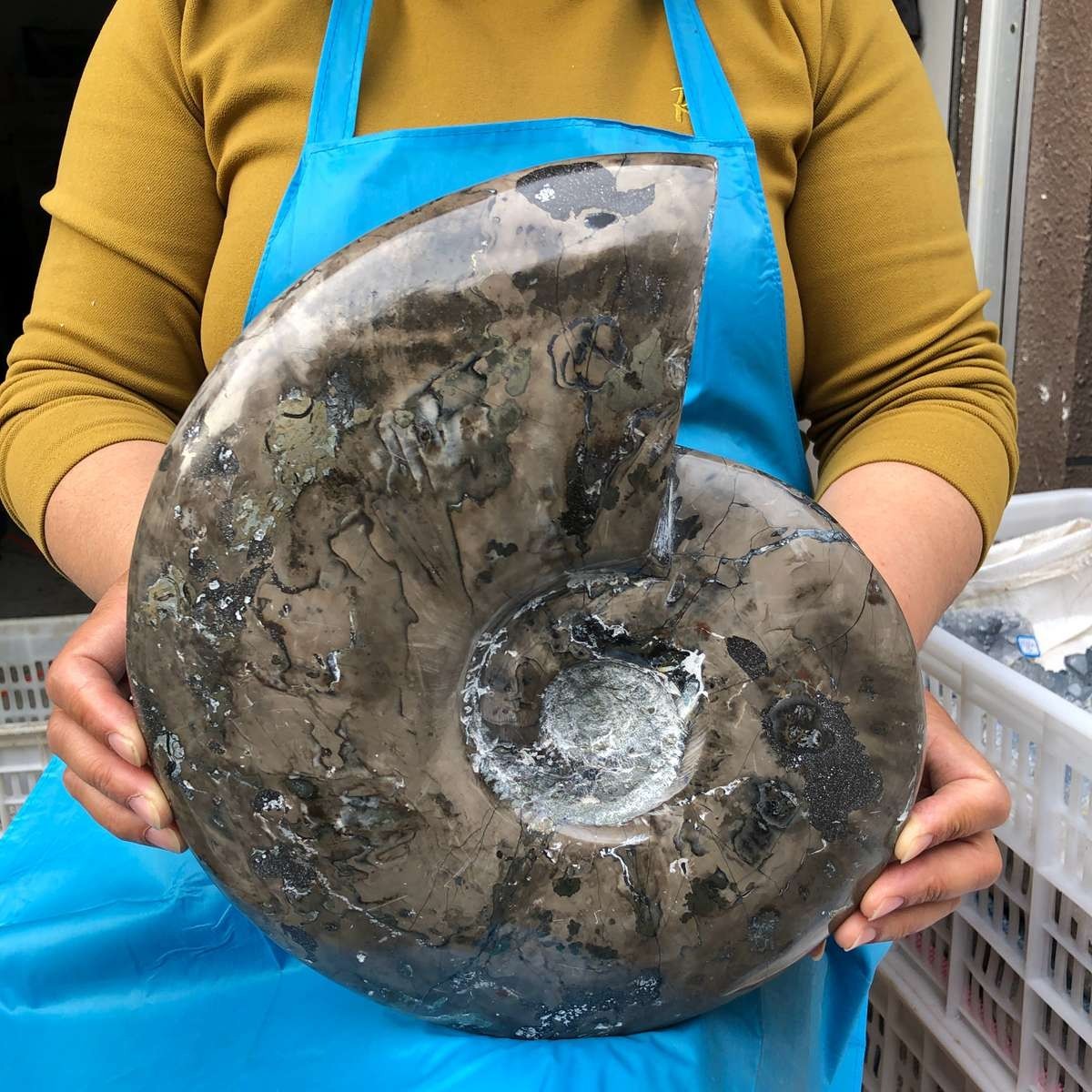 10.75LB Natural Beautiful Ammonite Fossil Conch Crystal Specimen Healing 4593
