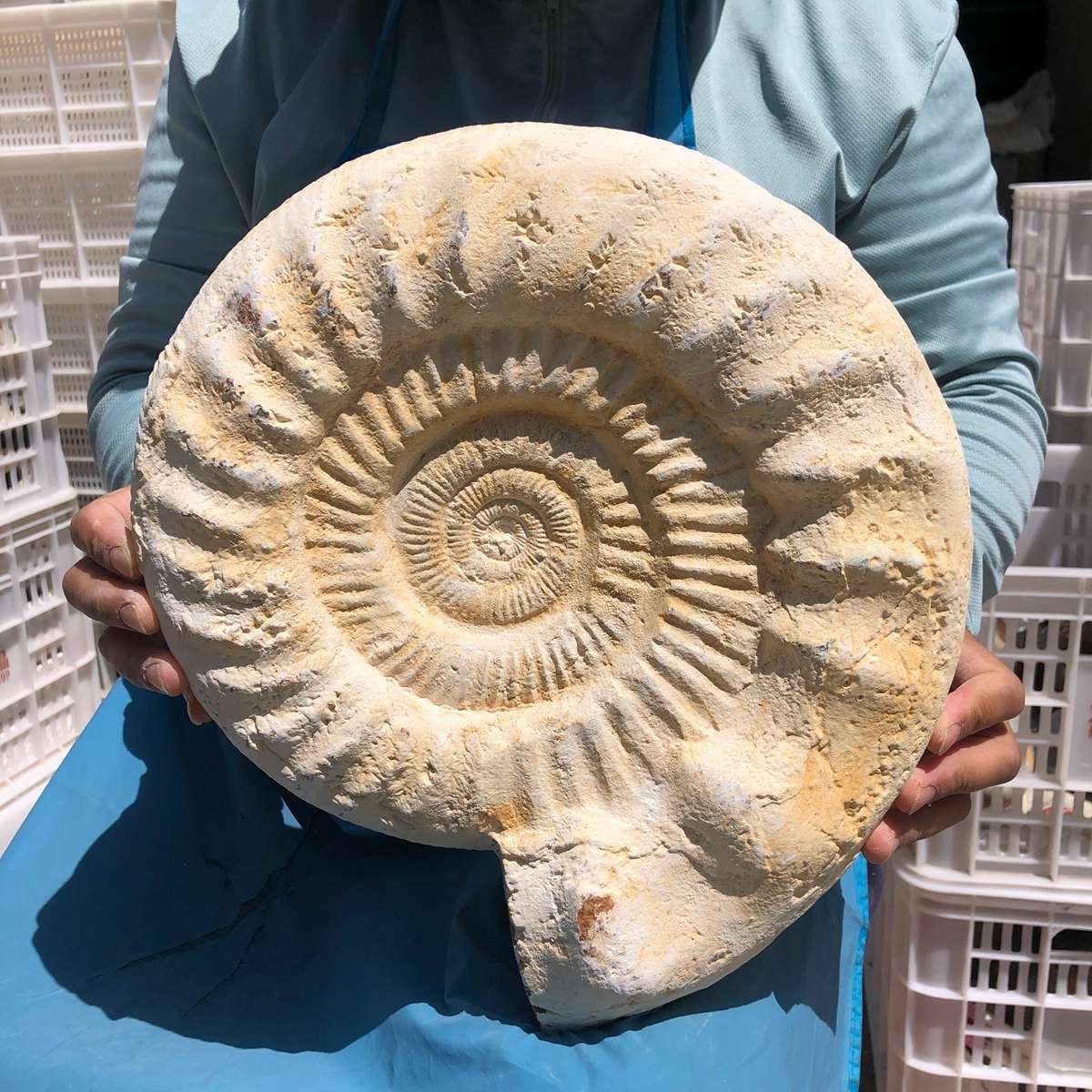 17.31LB Large Natural Beautiful Ammonite Fossil Conch Crystal Specimen Healing