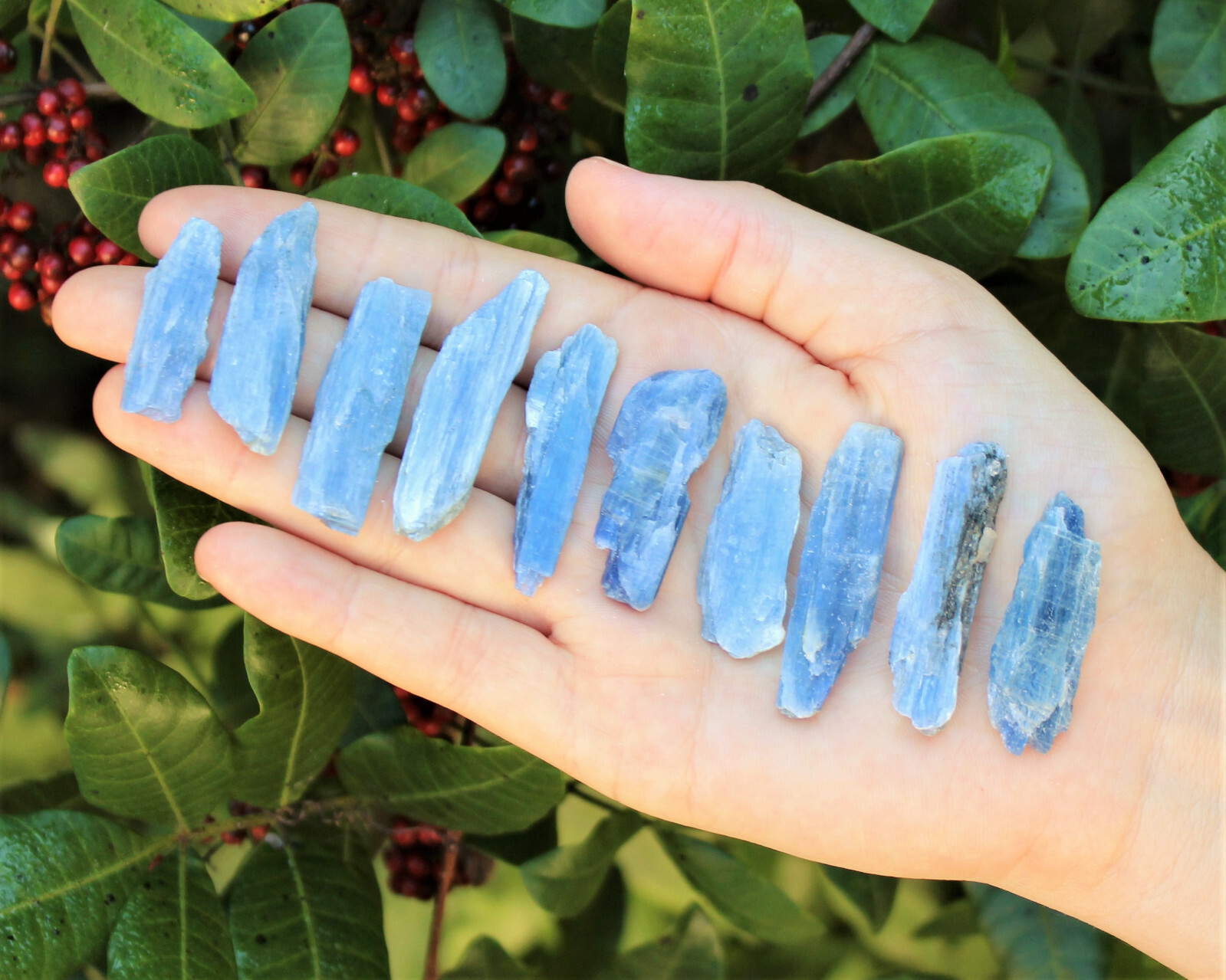 Blue Kyanite Blades Crystal Collection 1/2 lb Box Lot – Natural Kyanite Crystals