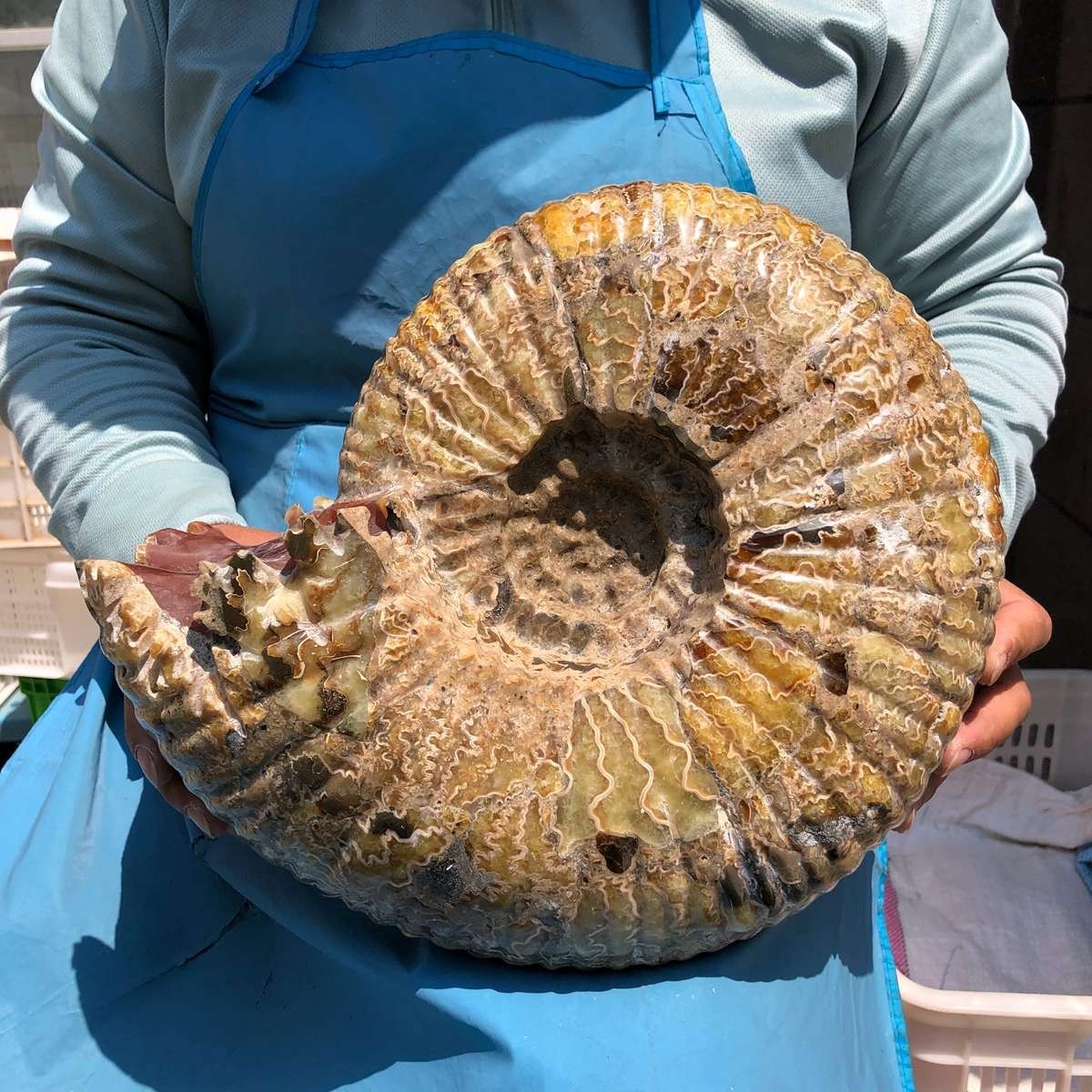 18.74LB Natural Beautiful Ammonite Fossil Conch Crystal Specimen Healing 5400