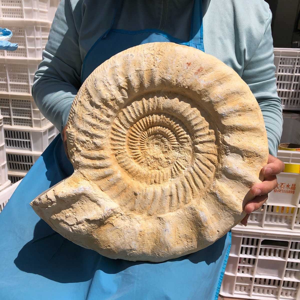 22.5LB Large Natural Beautiful Ammonite Fossil Conch Crystal Specimen Healing
