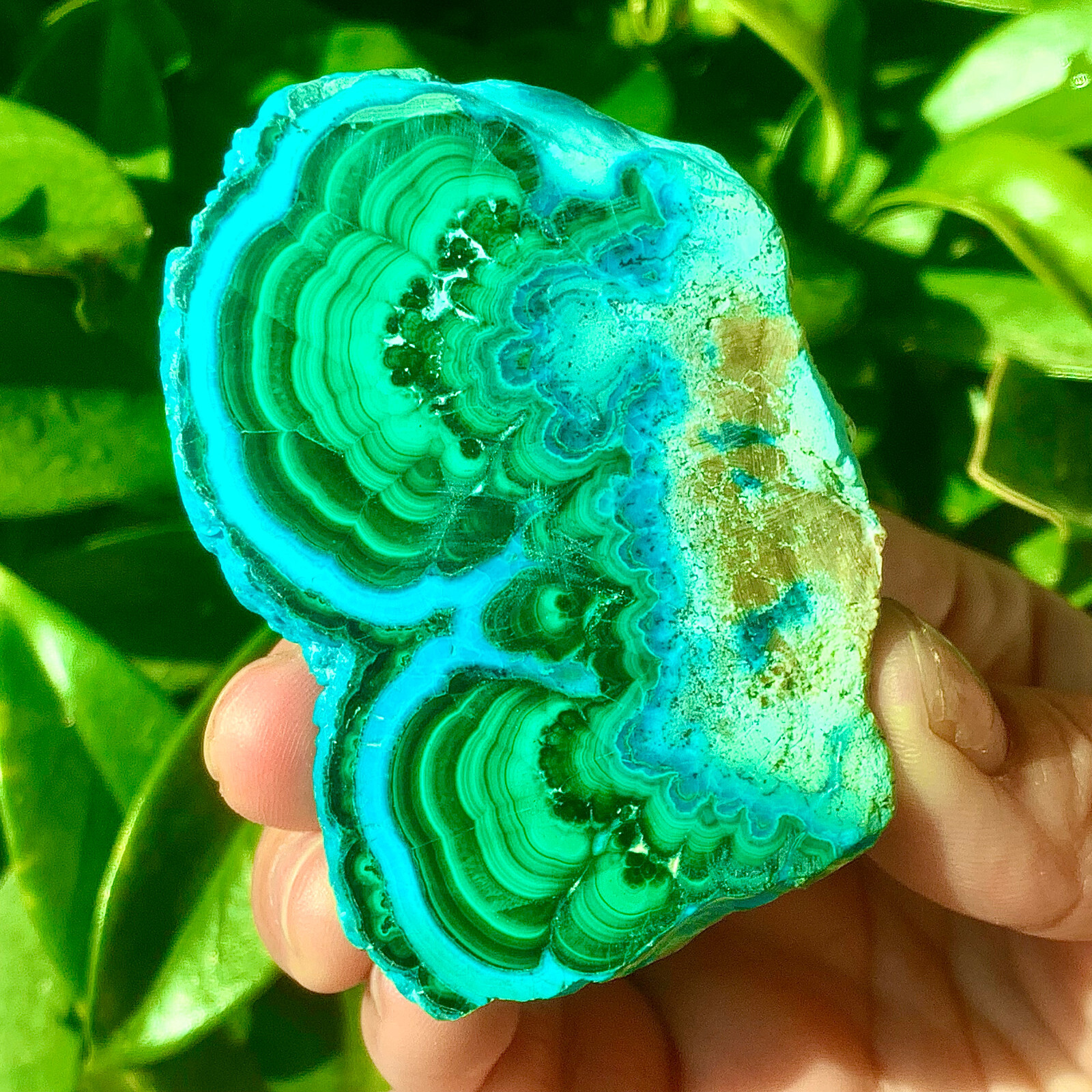 98G Natural tortoise Malachite transparent cluster rough mineral sample