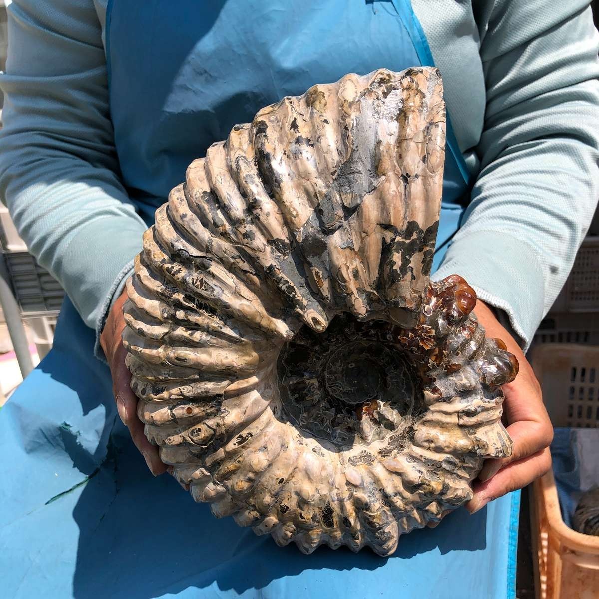 13.33LB Natural Beautiful Ammonite Fossil Conch Crystal Specimen Healing 5382