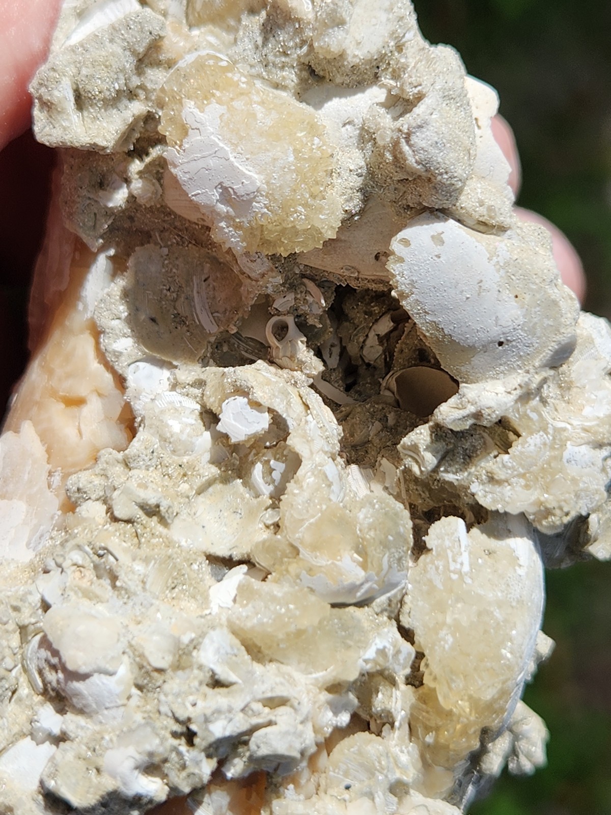 Calcite WHELK SHELL Fossil Rucks Pit Florida dogtooth UV crystal honey