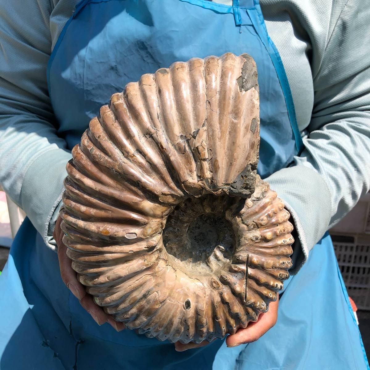 8.91LB Large Natural Beautiful Ammonite Fossil Conch Crystal Specimen Healing