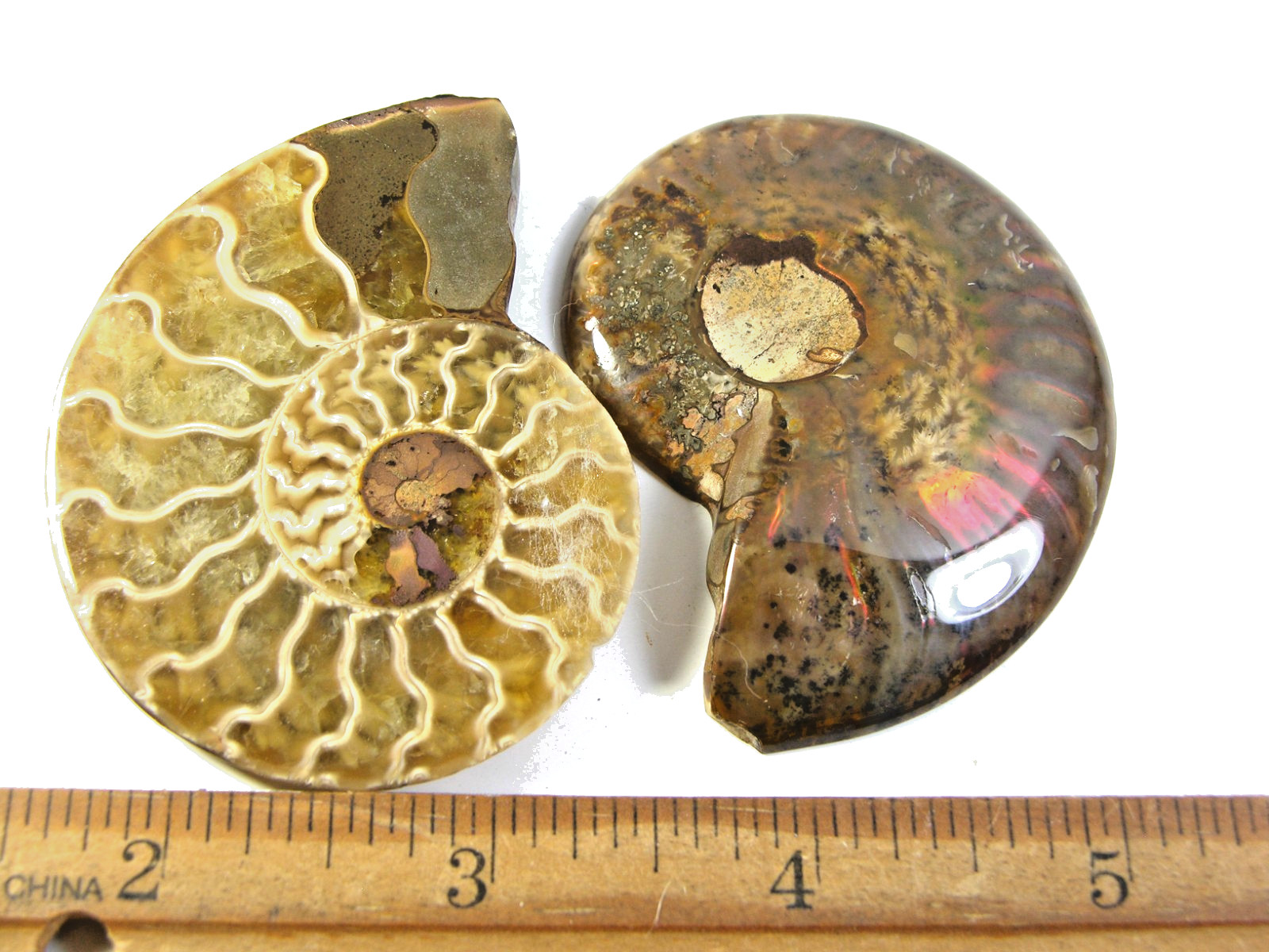 Ammonite fossil polished 2.5×2″ + showing suture lines Madagascar ms74