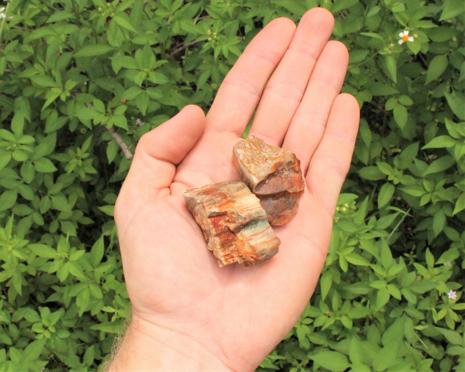 1/4 lb Petrified Wood Rough Natural Stones Bulk Wholesale Raw 4 oz