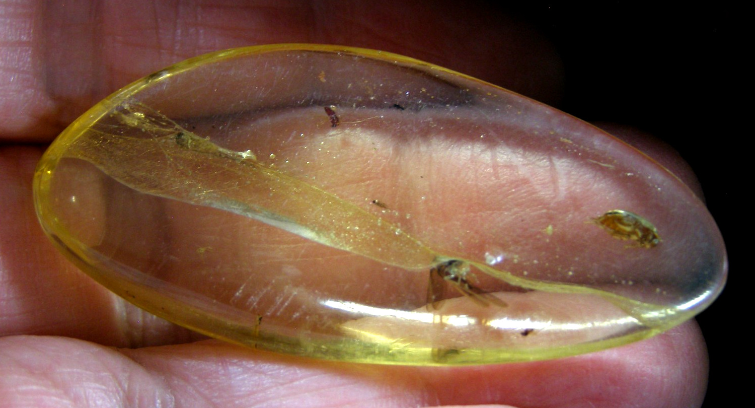 NATURAL COPAL PIECE – 5.5 x 2.4 x 0.7 cms 5.59 gms #22 – young Amber – insect
