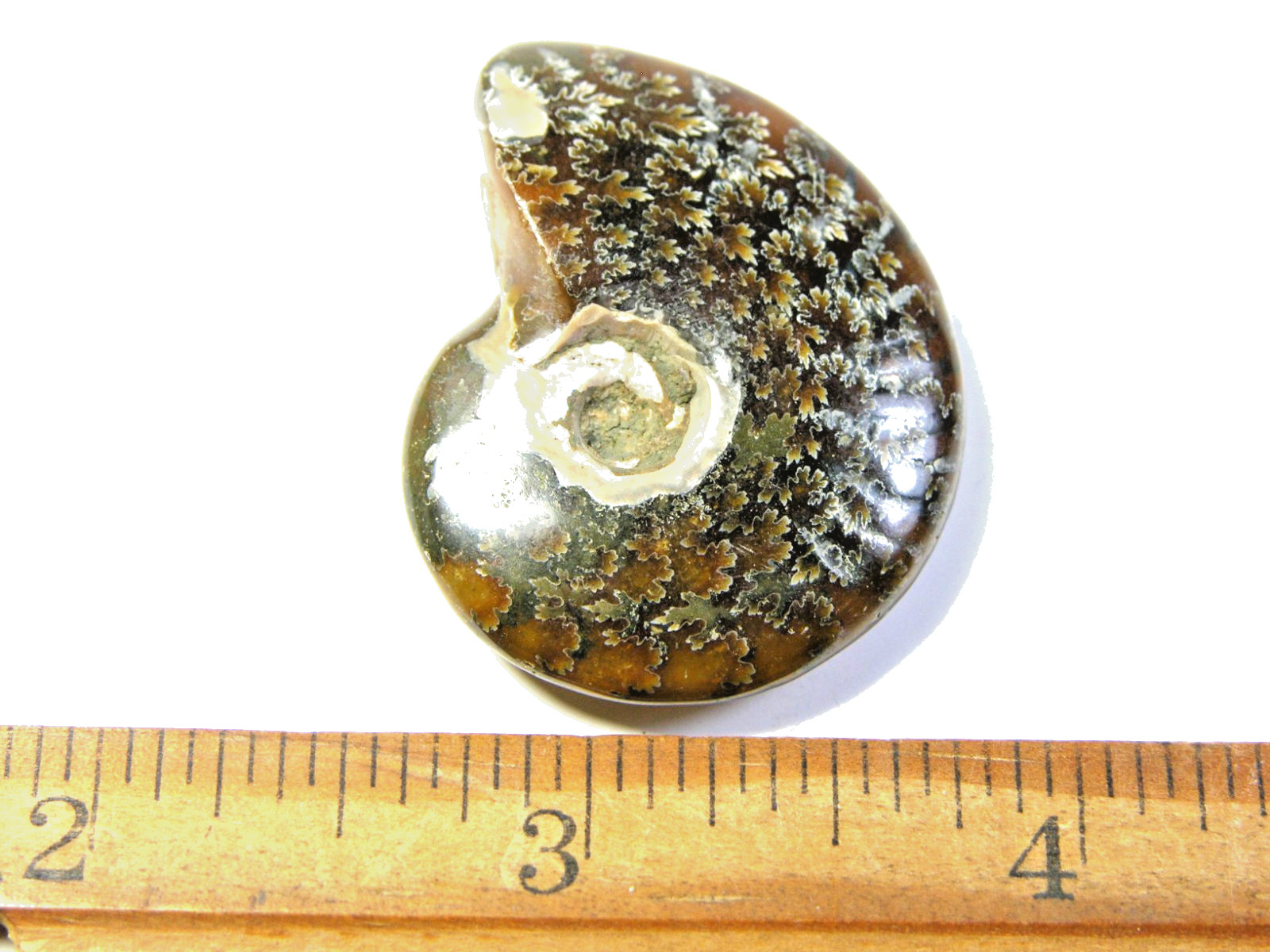 Ammonite fossil polished 1 1/2″ + showing suture &fire Madagascar ms37
