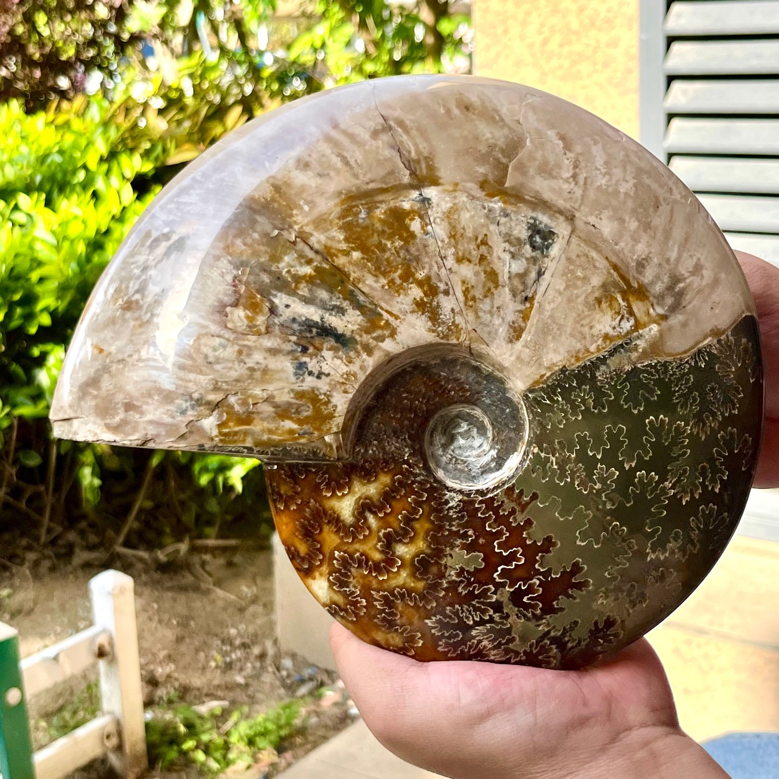 Polished Madagascar Ammonite Fossil Natural Gemstone Spiral Shell Decor 6.3 lb