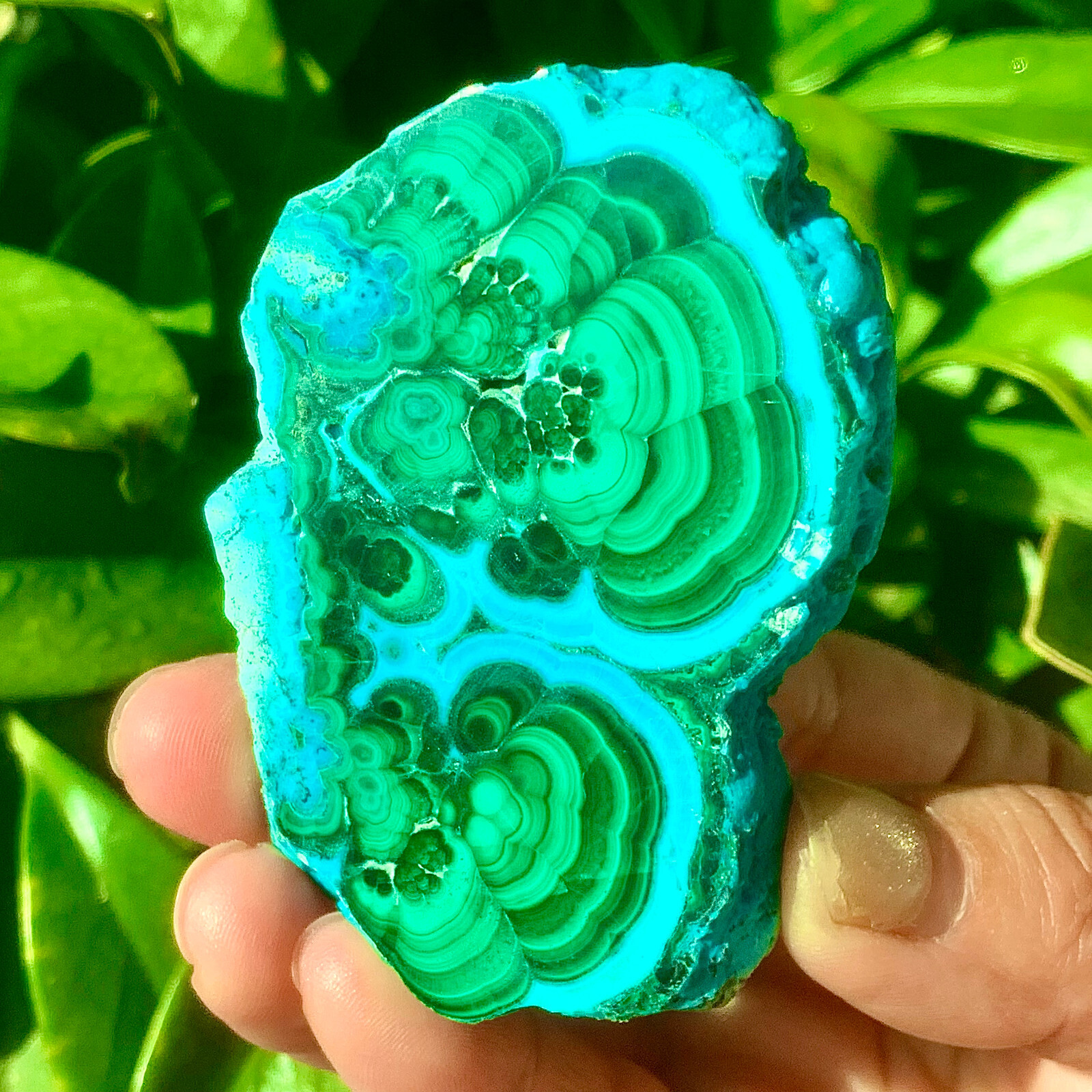98G Natural tortoise Malachite transparent cluster rough mineral sample