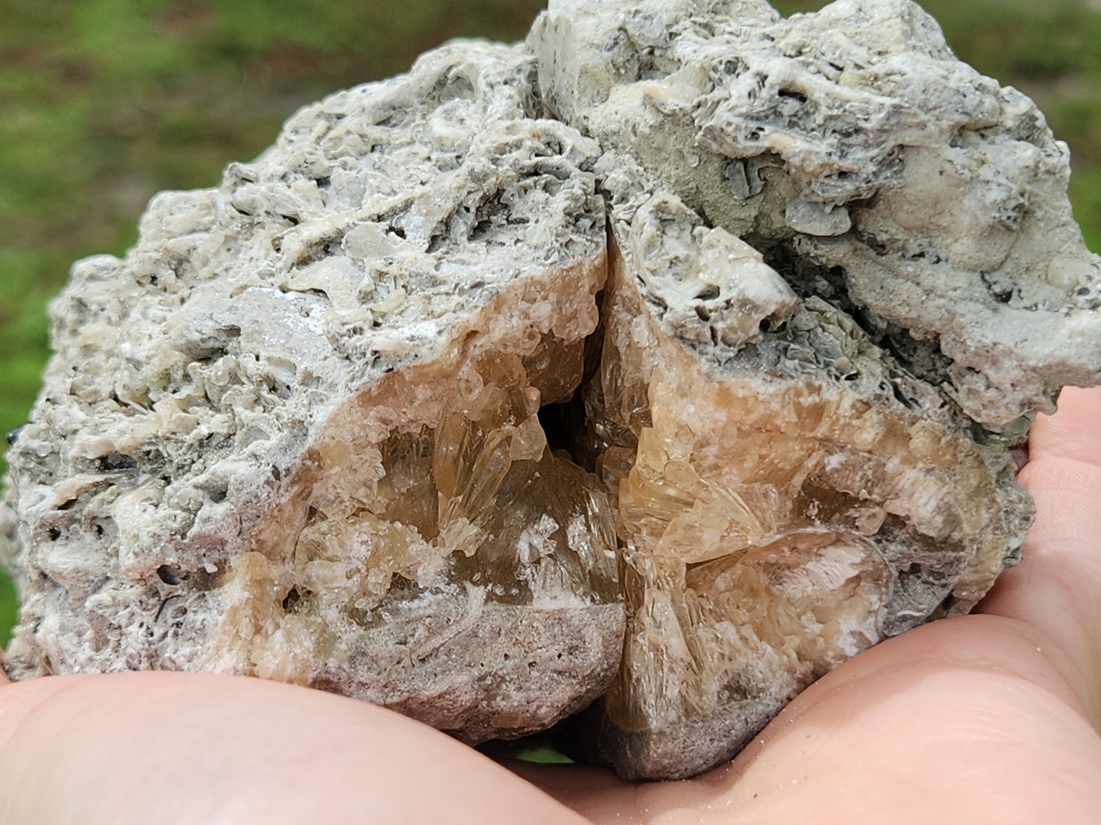 HUGE Calcite CRYSTAL WHELK Shell Fossil Rucks Pit Florida dogtooth CUT POLISHED