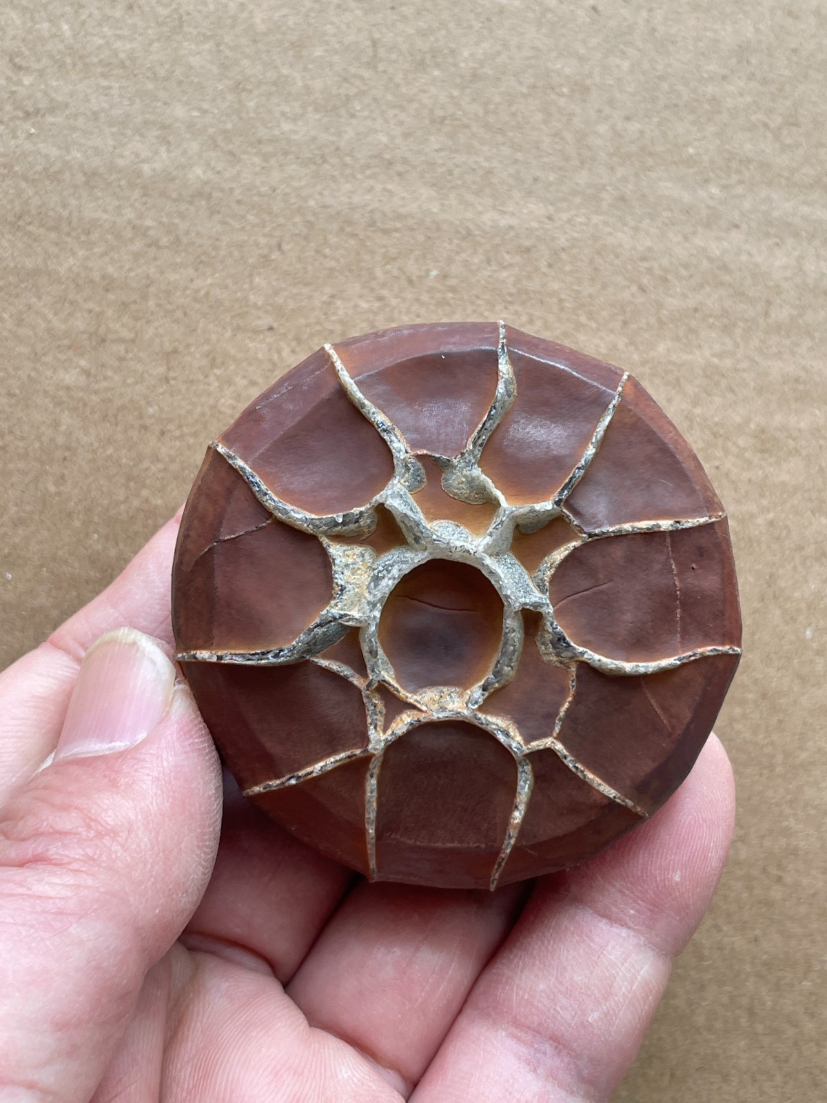 140g Natural tortoise back pattern stone Turtle grain stone Collectible Specimen