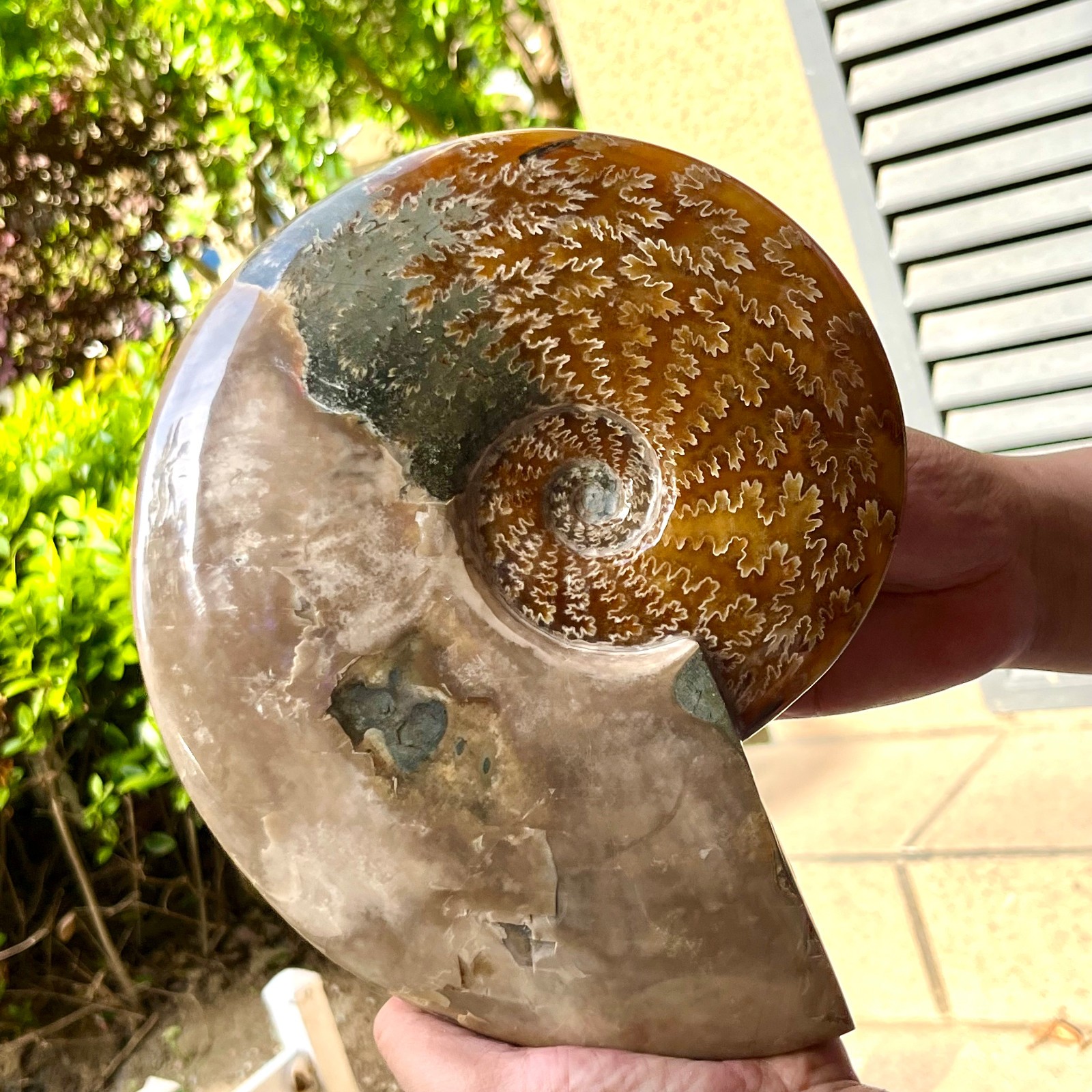Ammonite Fossil Specimen Polished Spiral Shell Home Decor 6.4 lb
