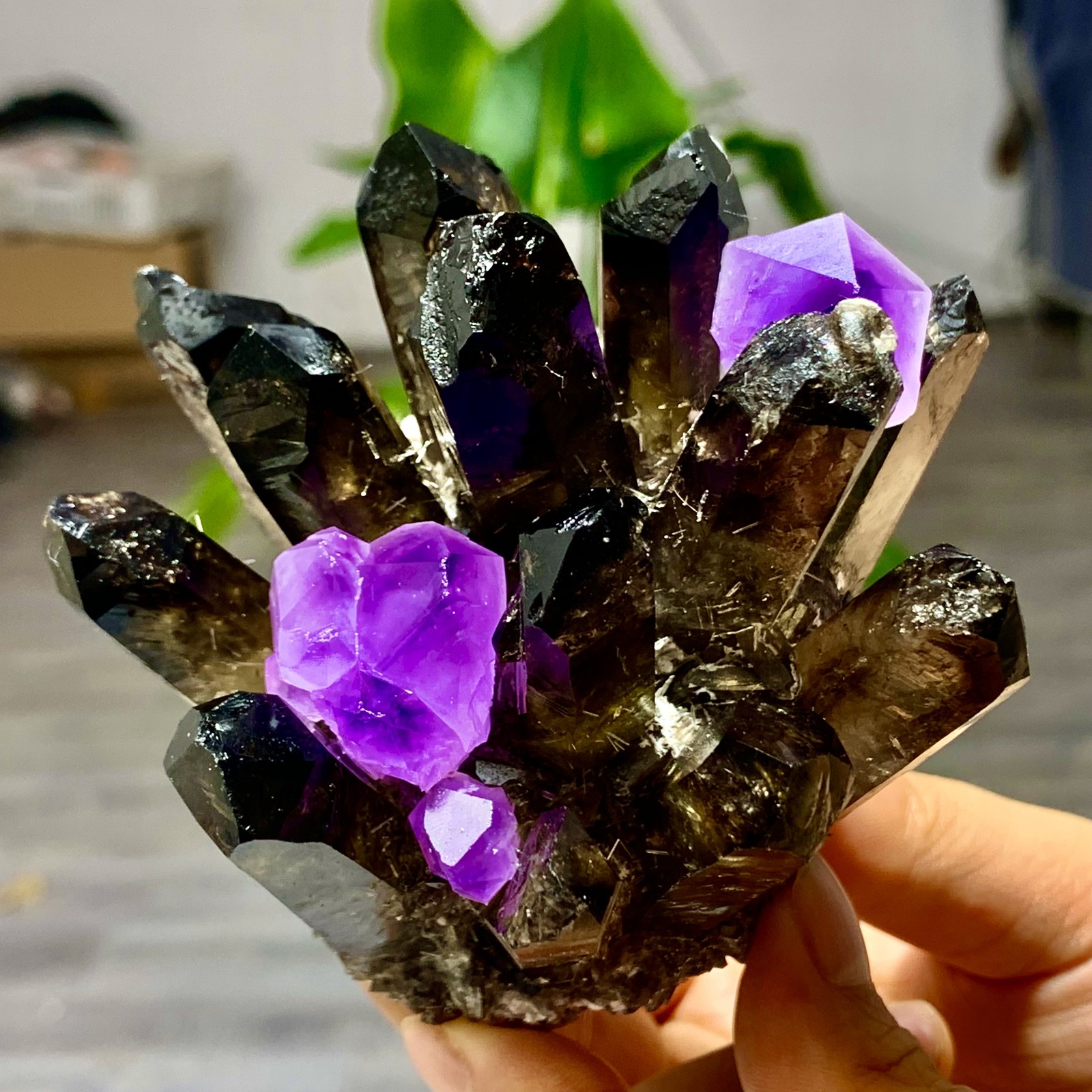 389G New Find black+purple Phantom Quartz Crystal Cluster Mineral Specimen