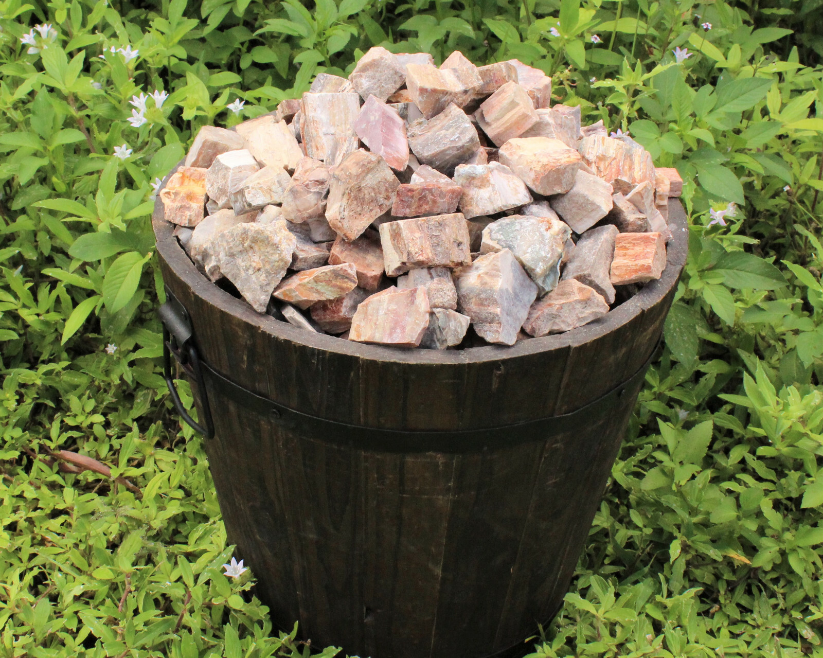 Rough Petrified Wood: Choose How Many Pieces (Natural Raw Fossilized Wood)