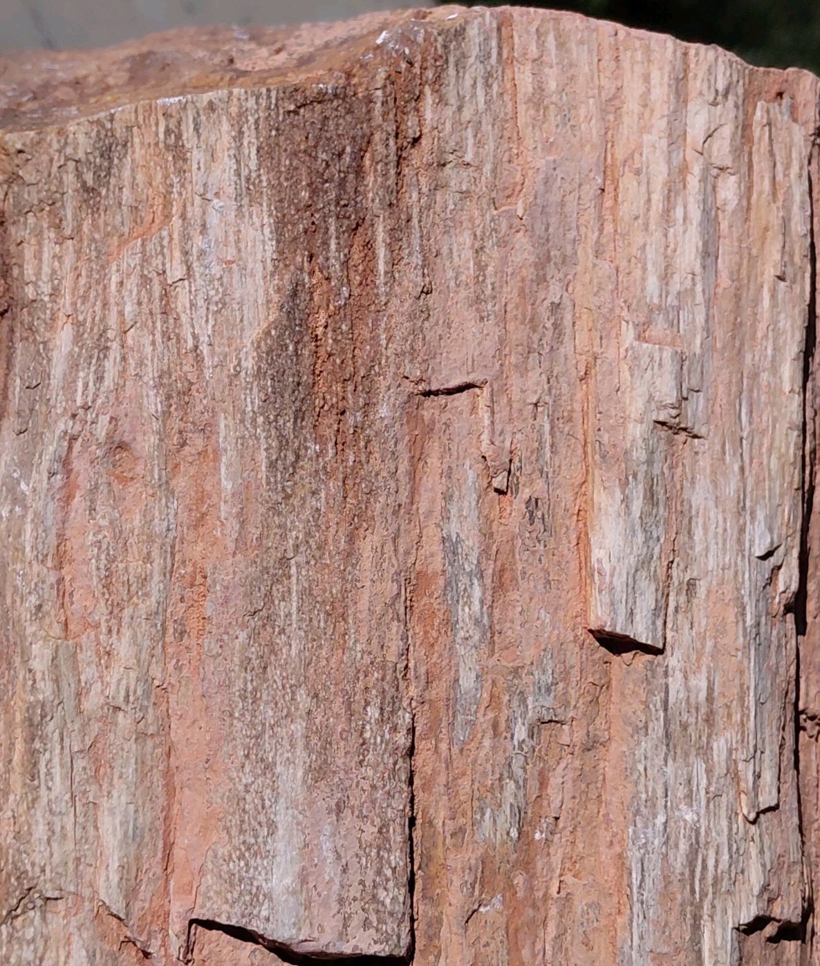 Petrified Wood Trunk/Stump Quartz Replaced Bark 5 1/4Lb Grain Henry Mountains UT