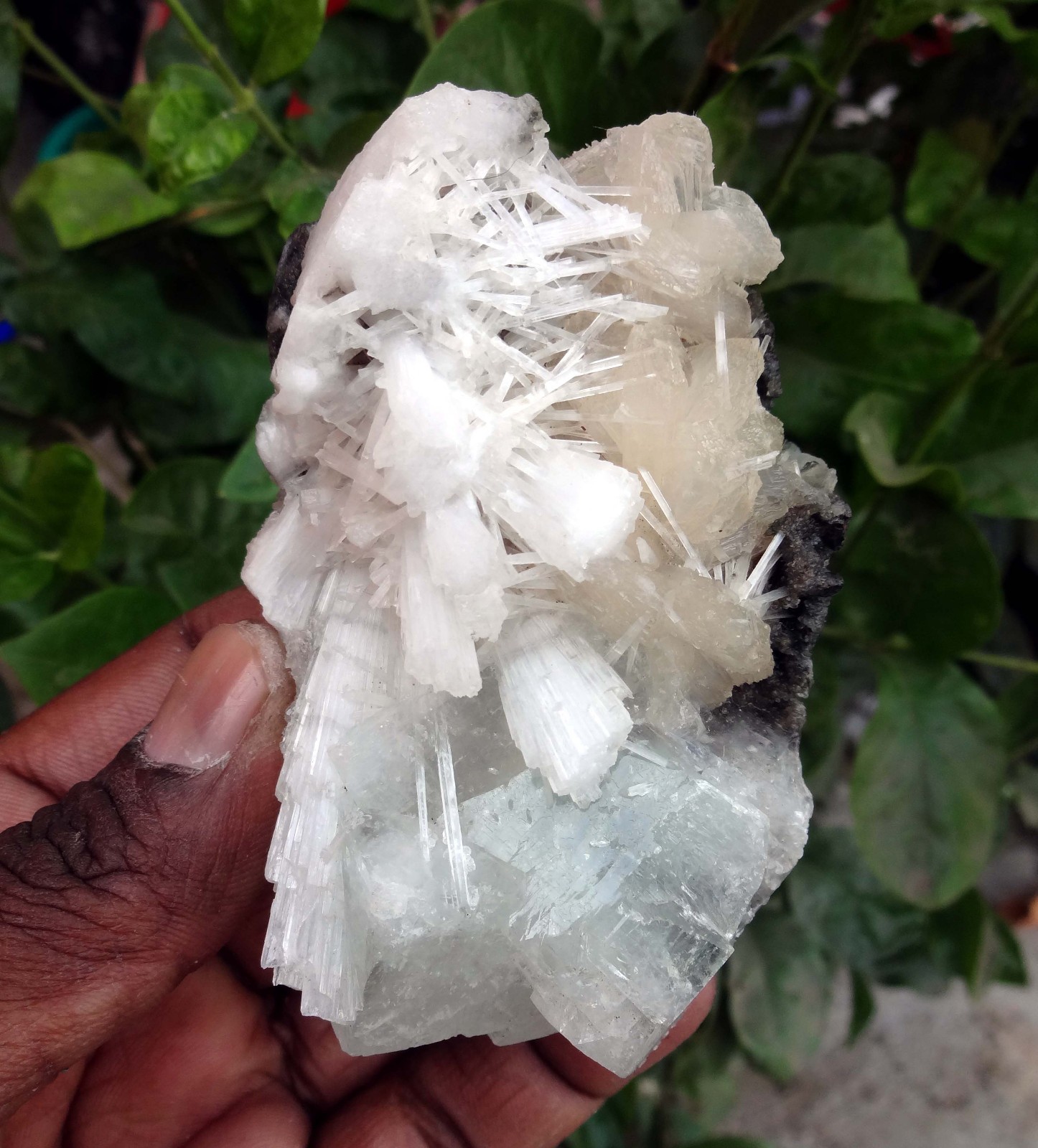 apophyllite w/ stilbite & scolecite spray minerals specimen m-3