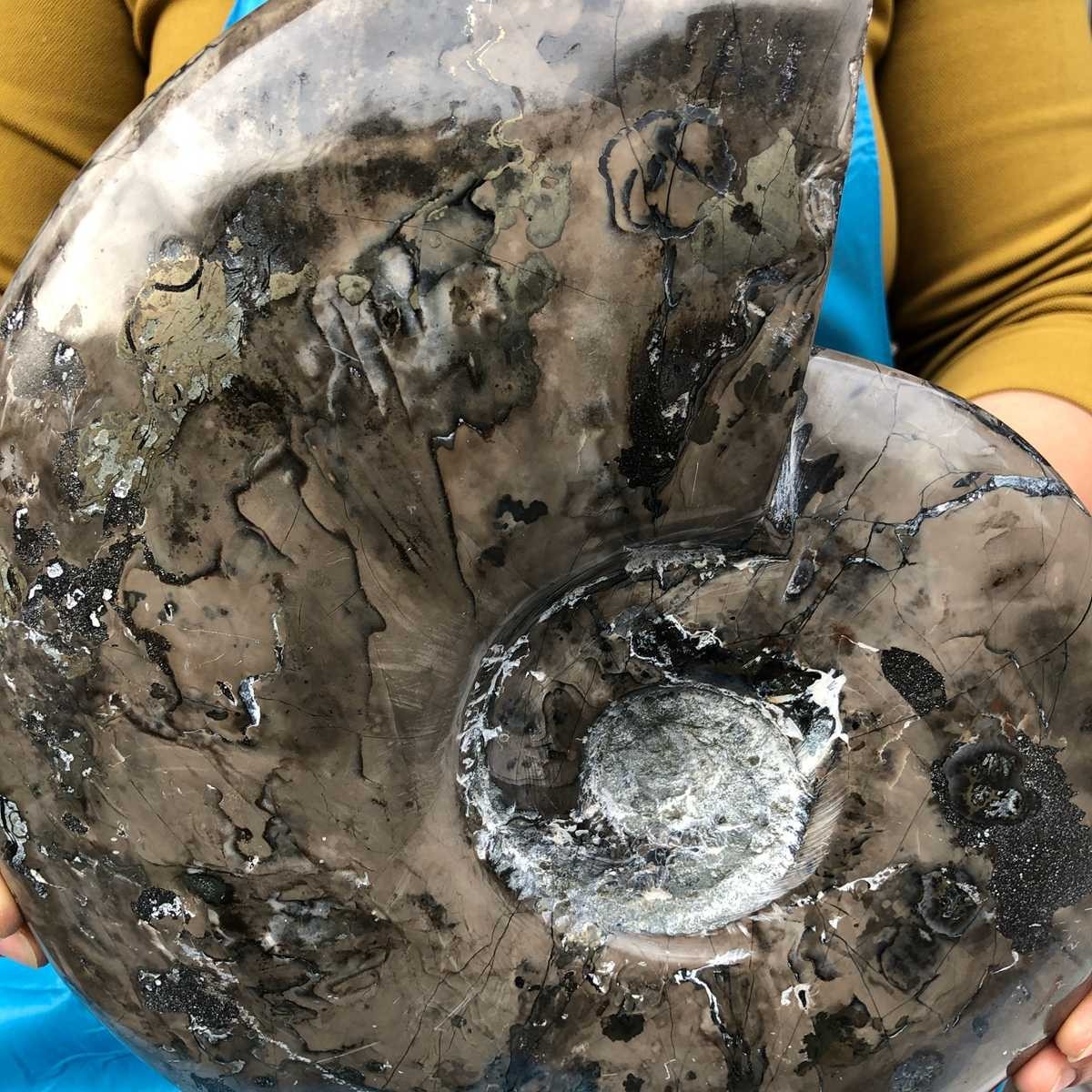 10.75LB Natural Beautiful Ammonite Fossil Conch Crystal Specimen Healing 4593