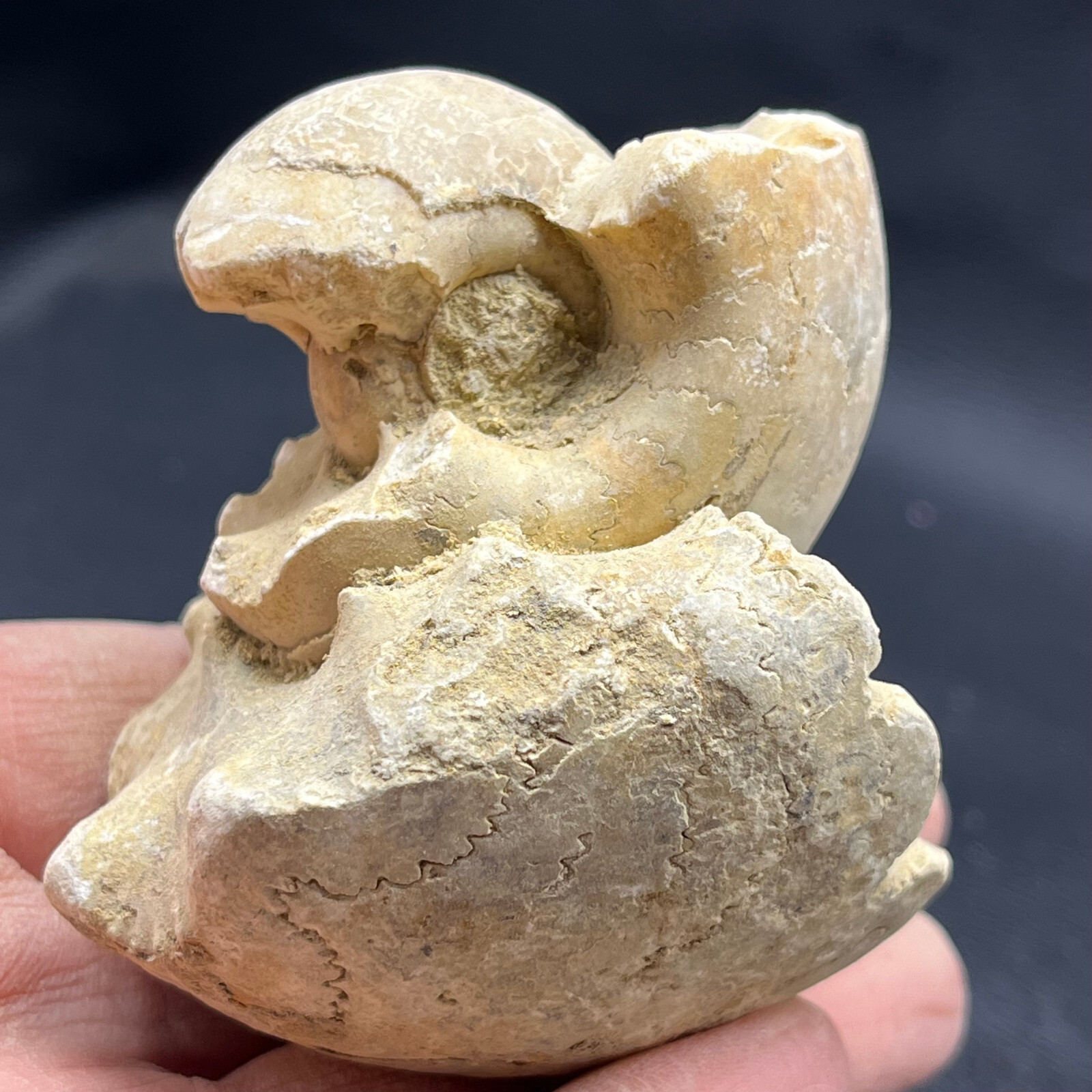 227G Natural conch specimens from Madagascar Rough without any treatment V18