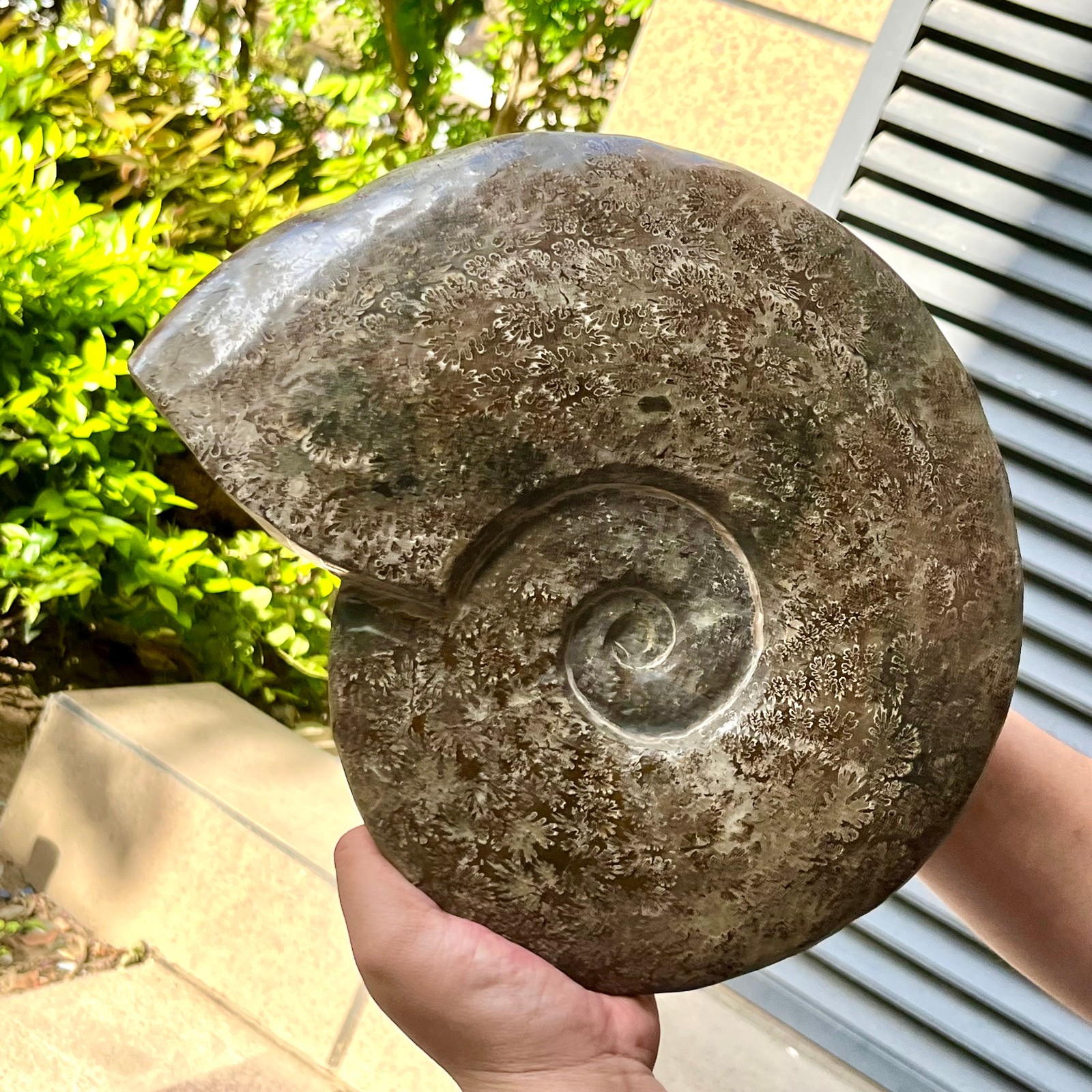 Polished Conch Shell Specimen Polished w/ Ammonite Pattern 11.08 lb