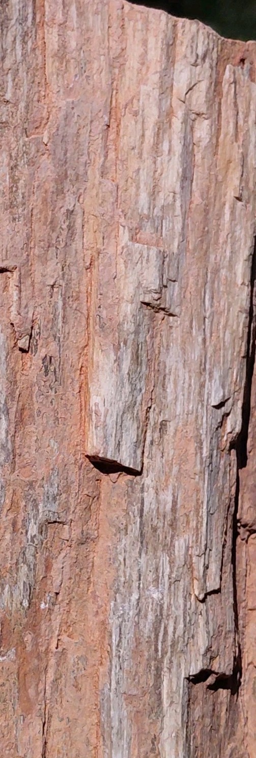 Petrified Wood Trunk/Stump Quartz Replaced Bark 5 1/4Lb Grain Henry Mountains UT
