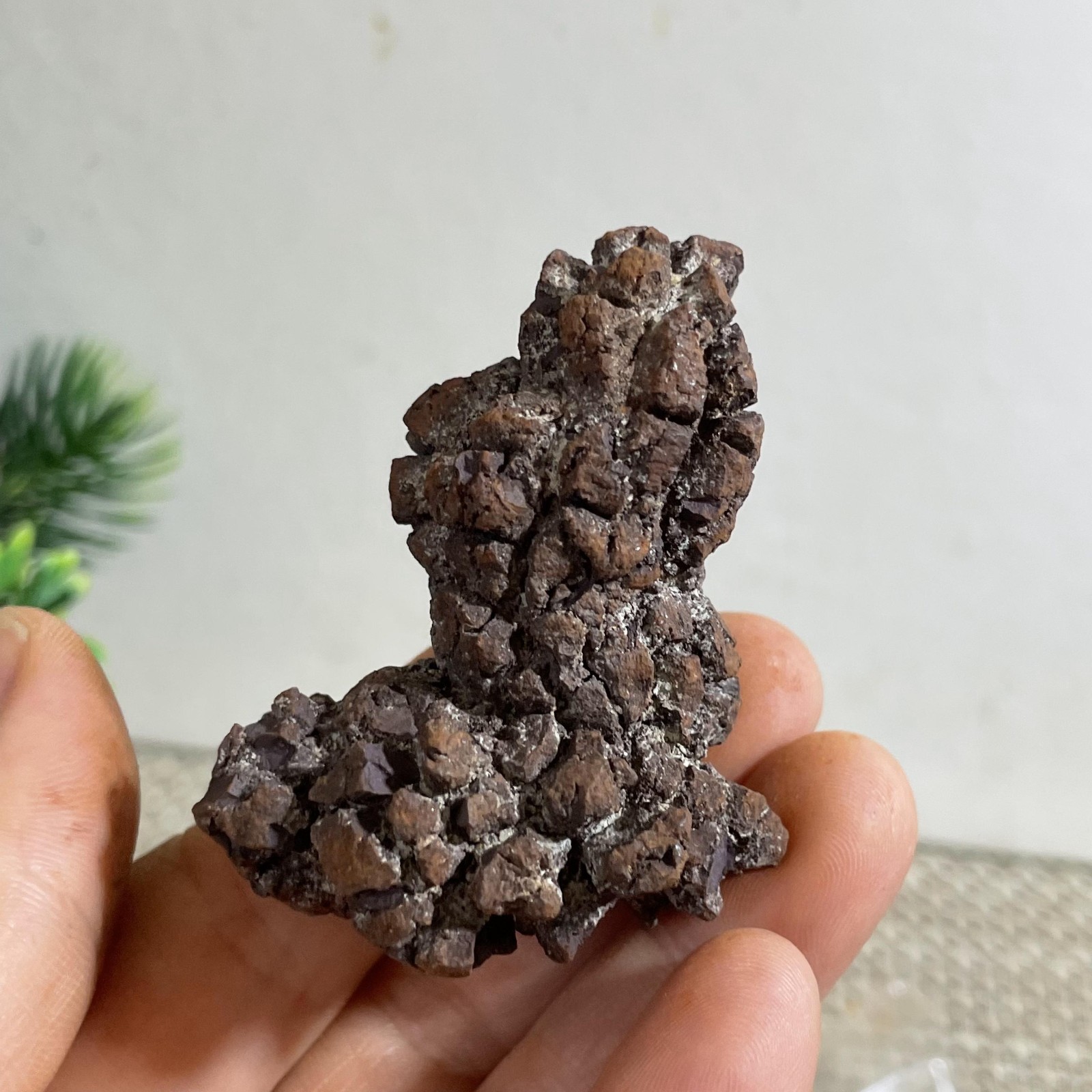 62g Top! Best Rare dung coprolite Poop specimen #24