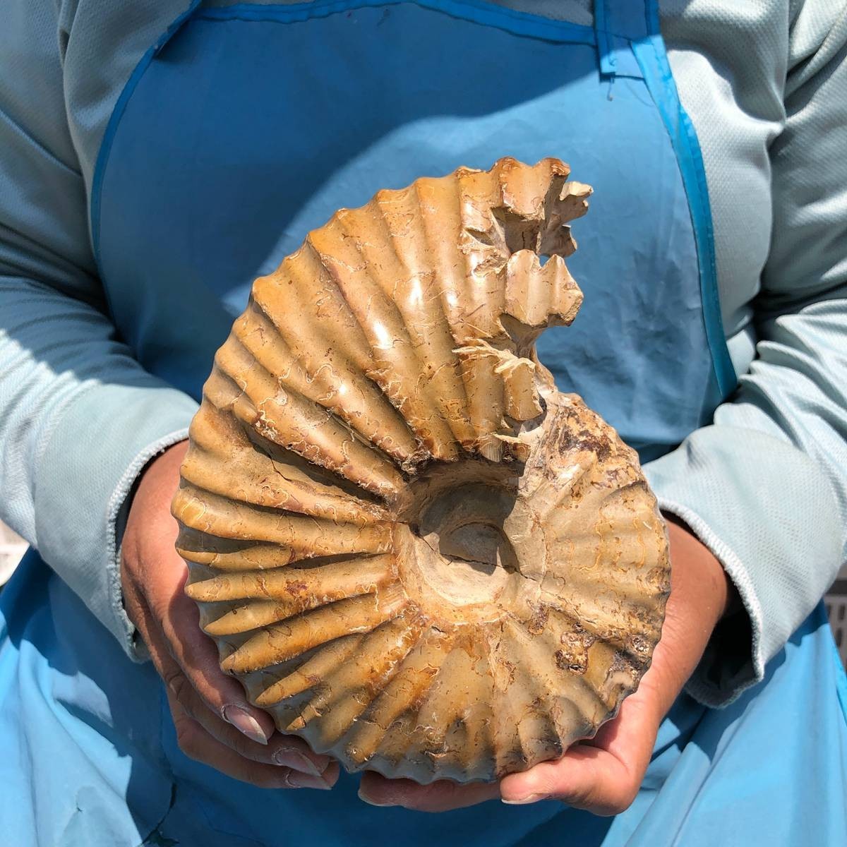 4.18LB Rare! Natural Tentacle Ammonite Specimen Healing Madagascar