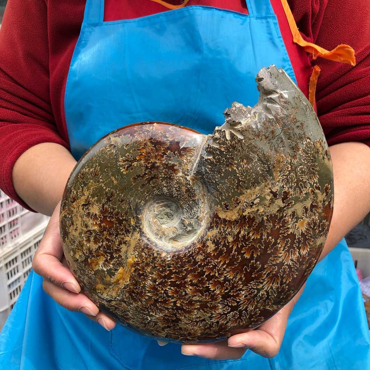 3.76LB Rare! Natural Tentacle Ammonite Specimen Healing Madagascar