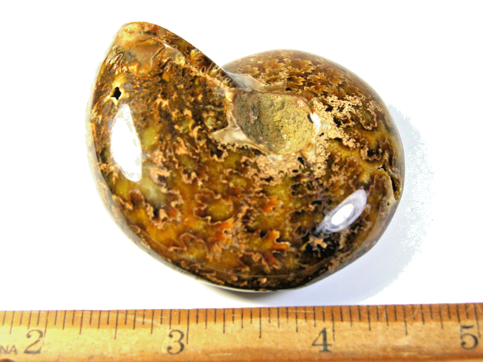 Ammonite fossil polished 3×2″ + showing suture lines Madagascar ms68