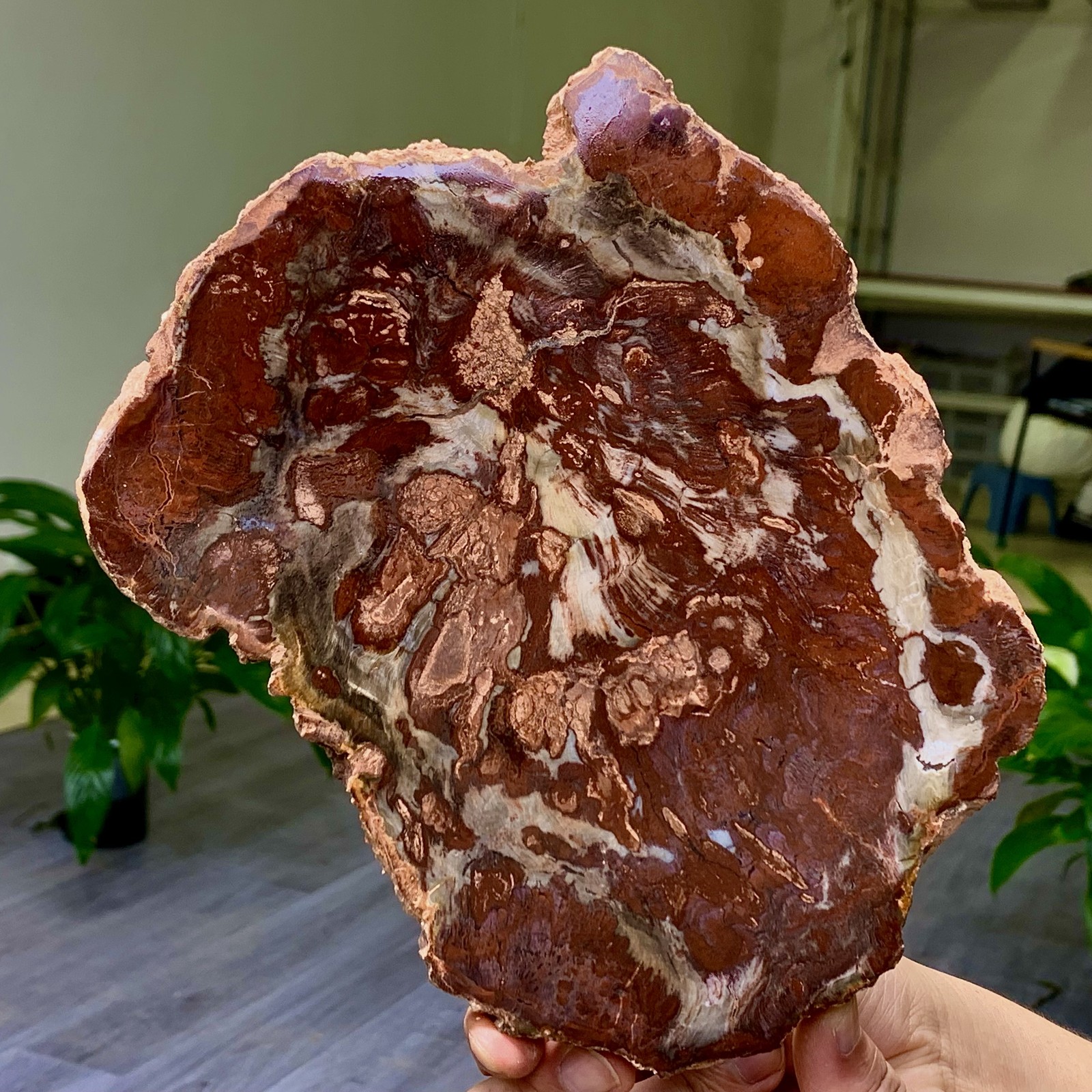 2.13LB Natural Petrified Wood Crystal Fossil Slice Shape Specimen Healing