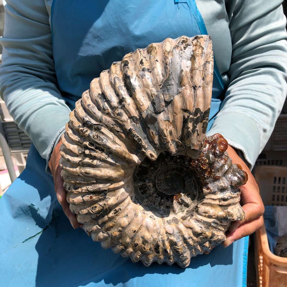 13.33LB Large Natural Beautiful Ammonite Fossil Conch Crystal Specimen Healing