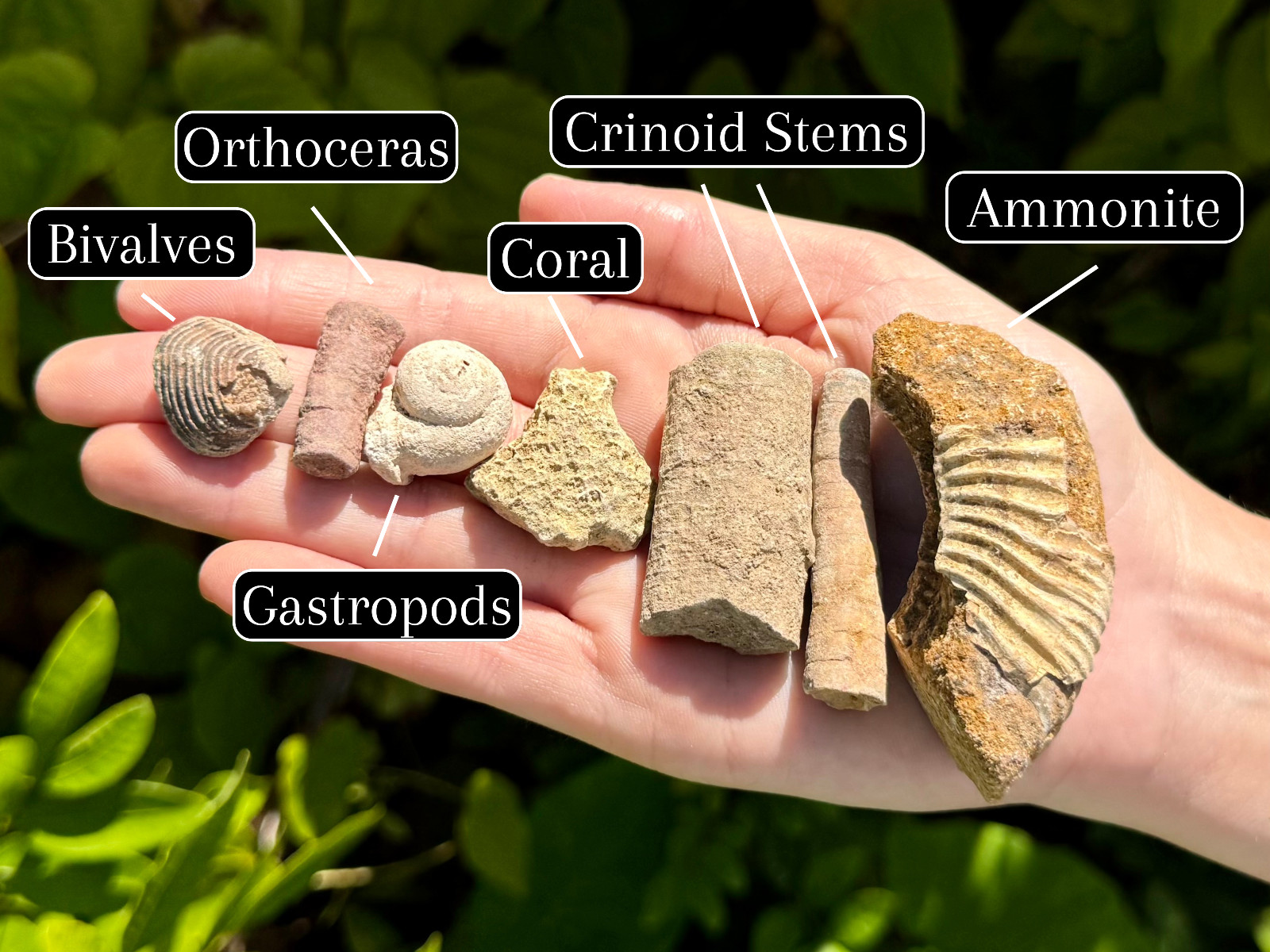 Mineral & Fossil Mining Bucket – Crystals, Fossils, Geodes and More – Gem Mining