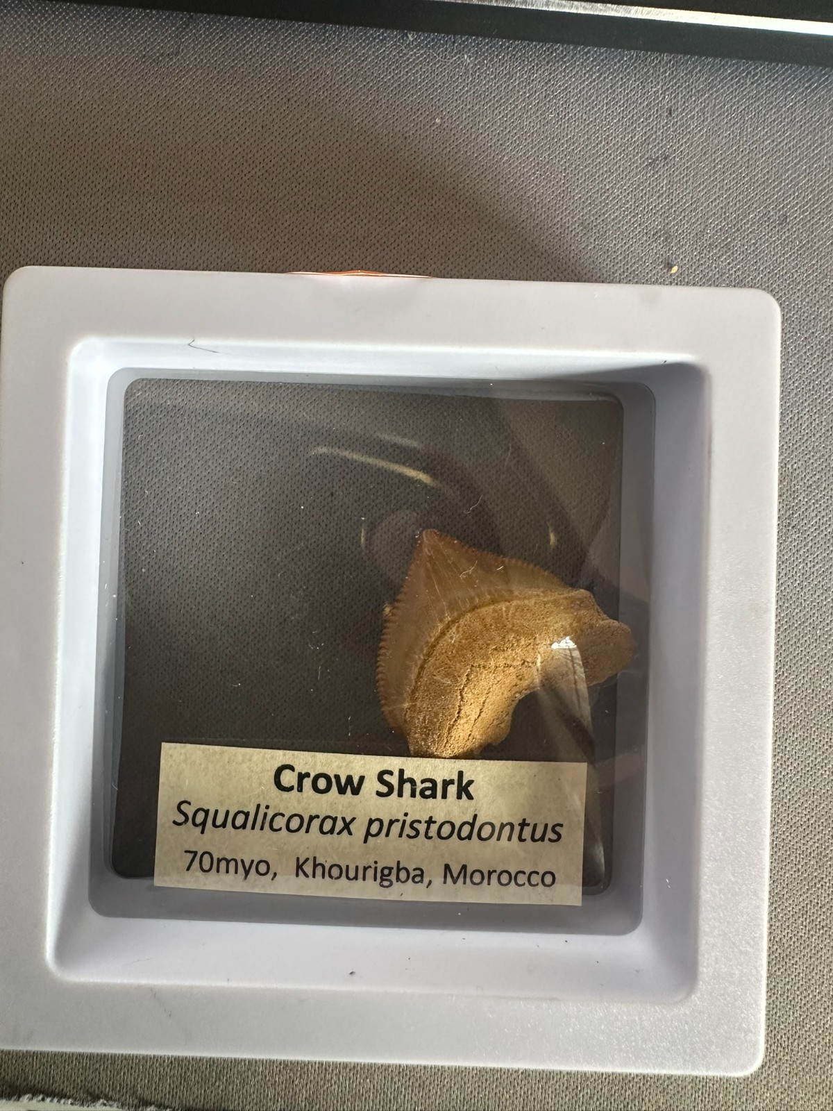 Squalicorax “Crow Shark Tooth” 70 MYO, Morroco ~ Display 7cm (B white)
