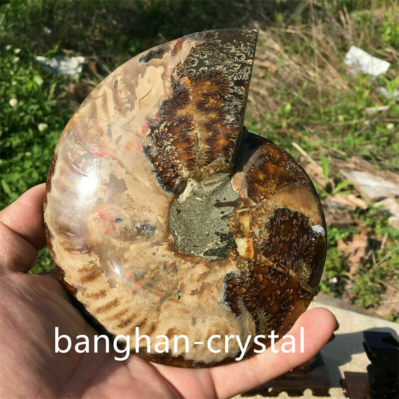 1pc Natural ammonite fossil conch Crystal specimen healing Home decoration+stand