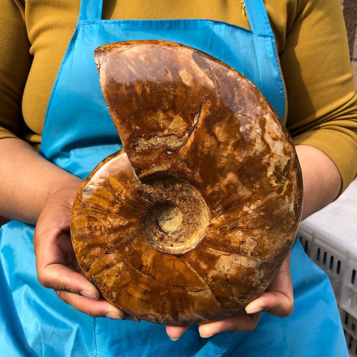 3.87LB Rare! Natural Tentacle Ammonite Specimen Healing Madagascar