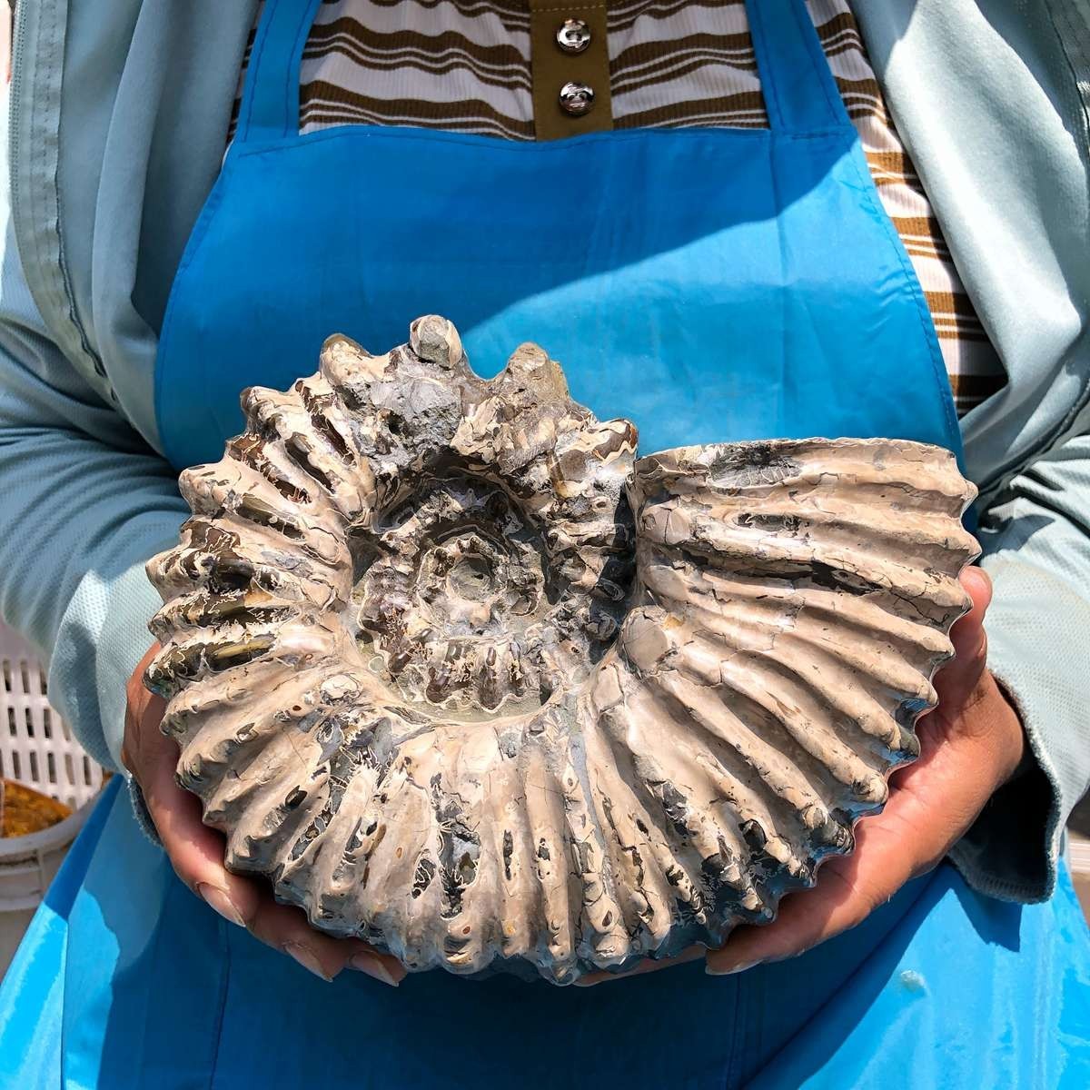 7.12LB Natural Beautiful Ammonite Fossil Conch Crystal Specimen Healing 5403