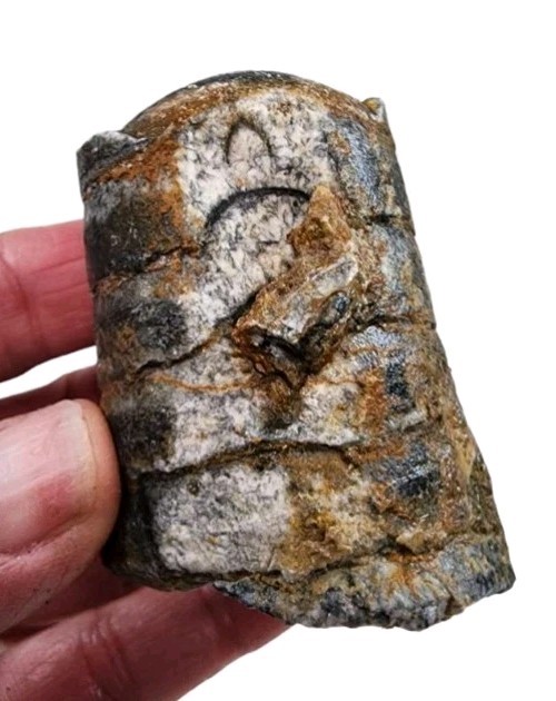 Orthoceras Cephalopod Natural Fossil Morocco 102.2 grams.