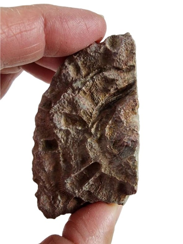 Petoskey Stone Natural Coral Morocco 74.2 grams.