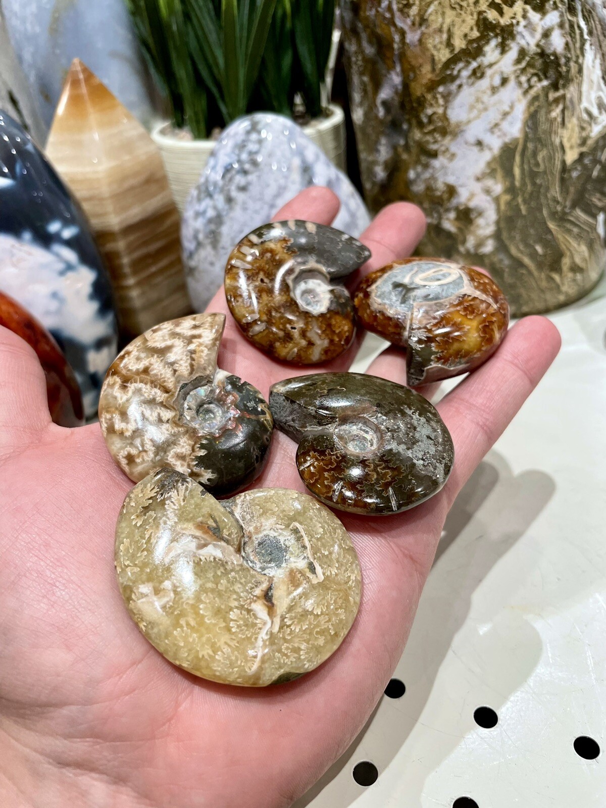 Ammonite Fossil Conch Specimen 2” Crystal Healing Yoga Reiki Rock ZENDA