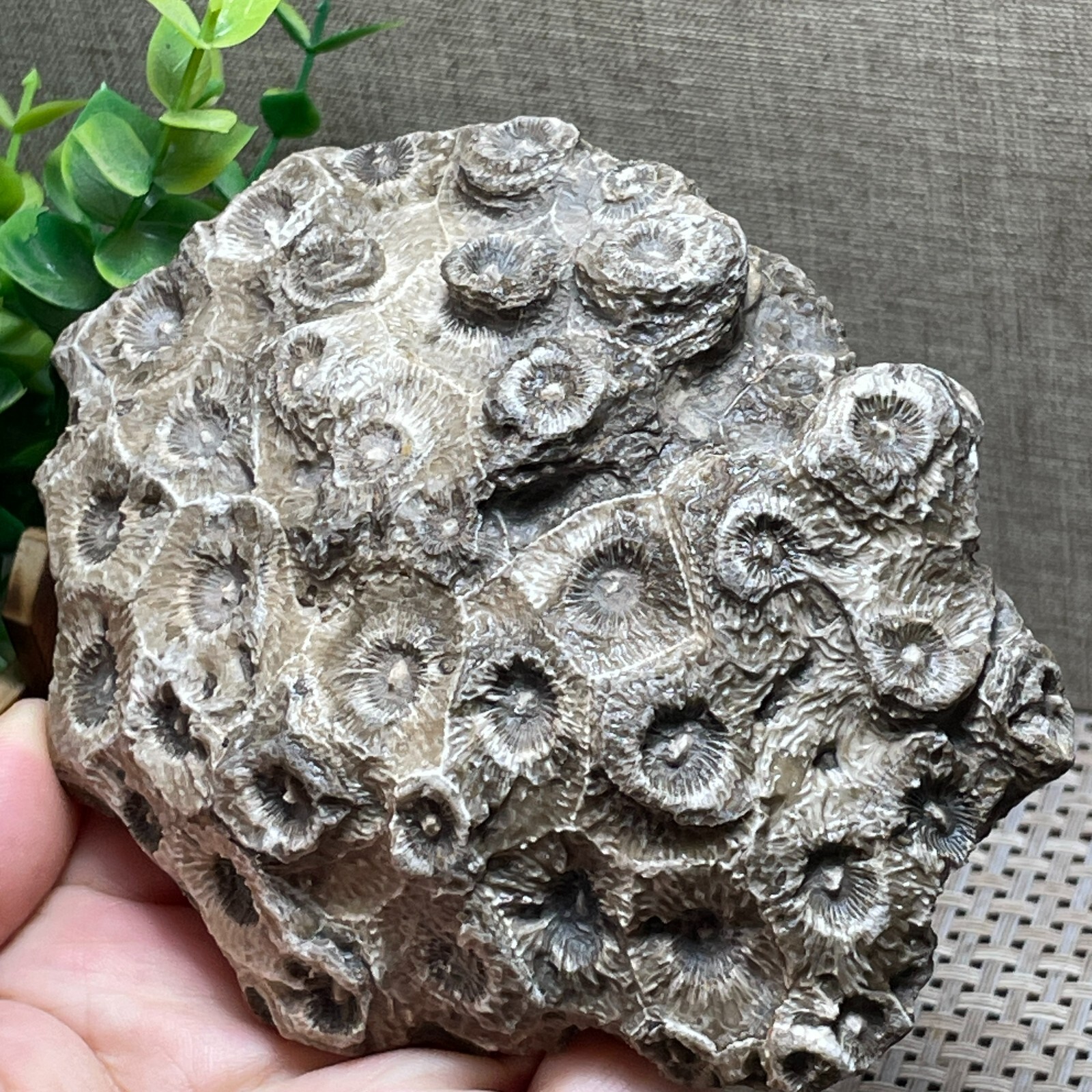 Unpolished Michigan Petoskey Stone-Hexagonaria -rough stone home decor 415g