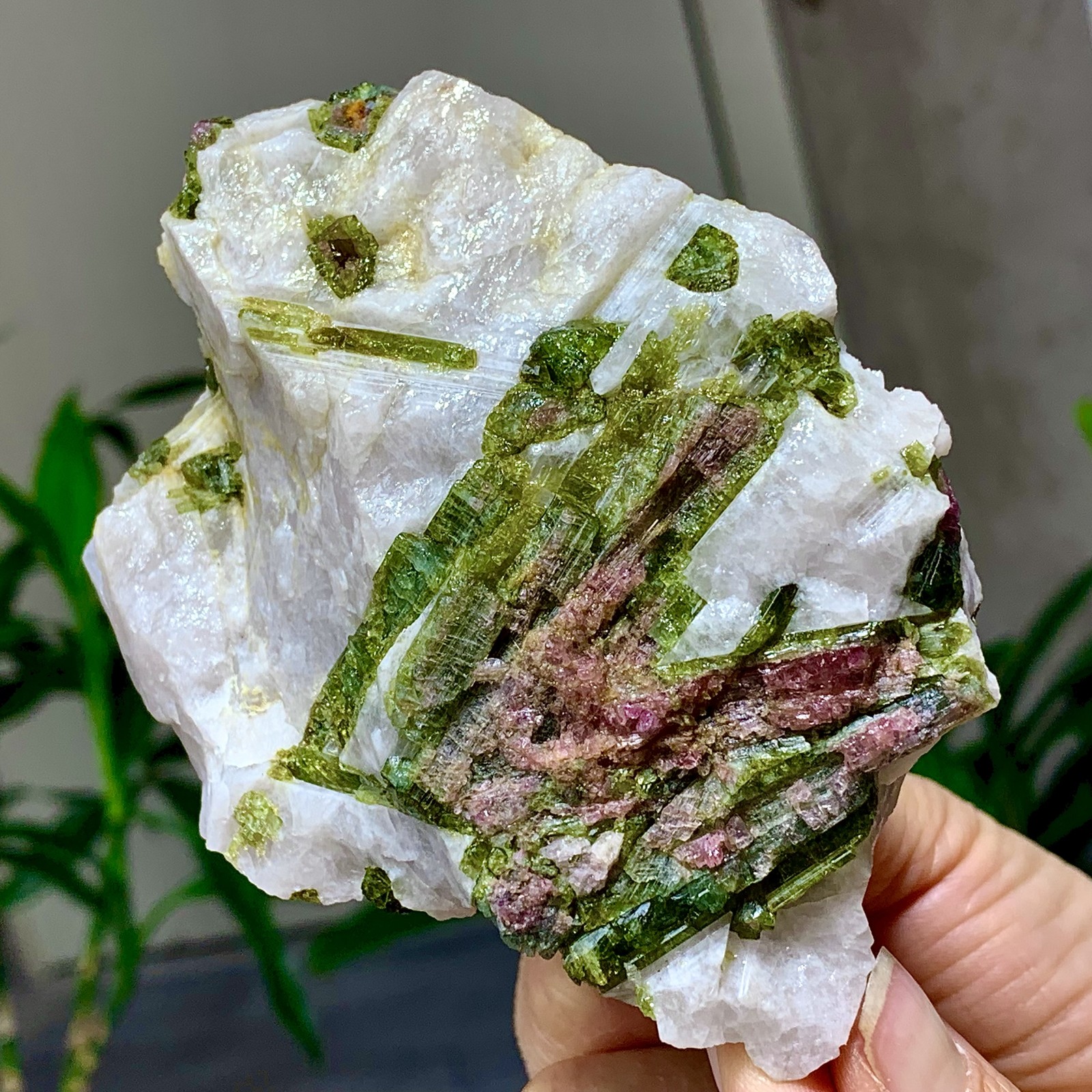 414G Natural Two tone watermelon tourmaline crystal cluster mineral specimen