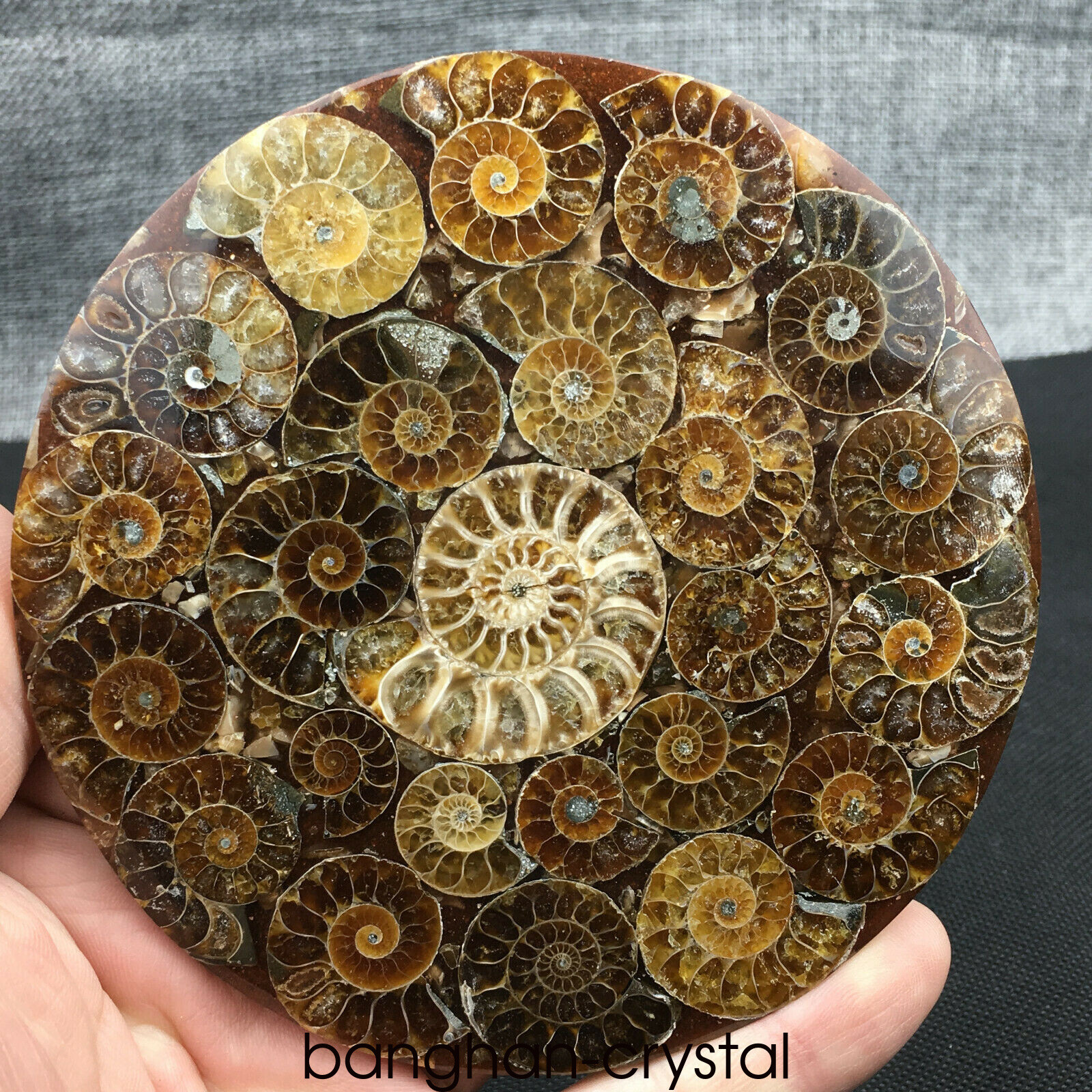 1pc Natural Ammonite Disc Fossil Conch Specimen Healing Home decoratio+Stand